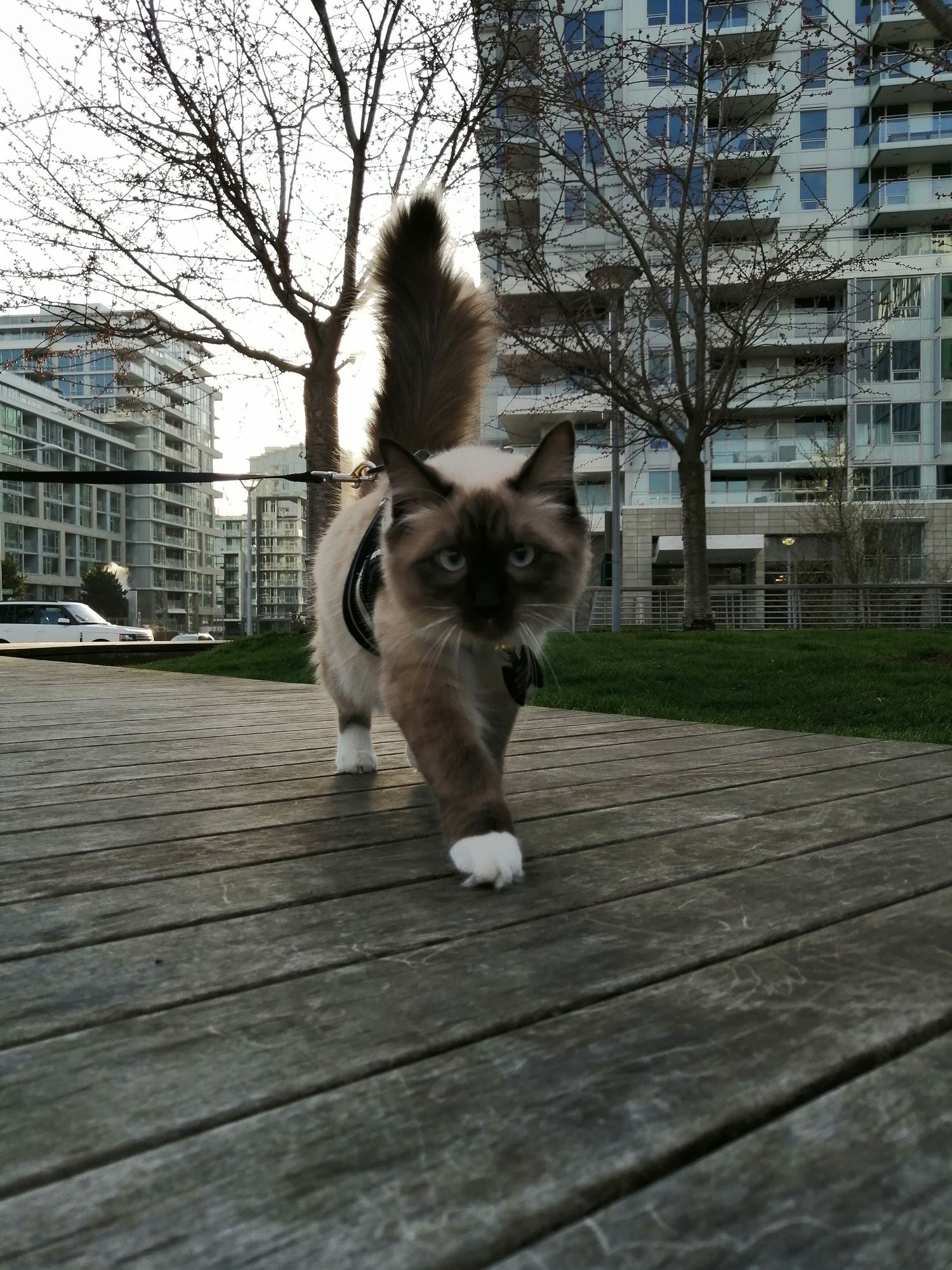 A curious Siamese cat explores a wooden deck with apartment buildings visible in the background.