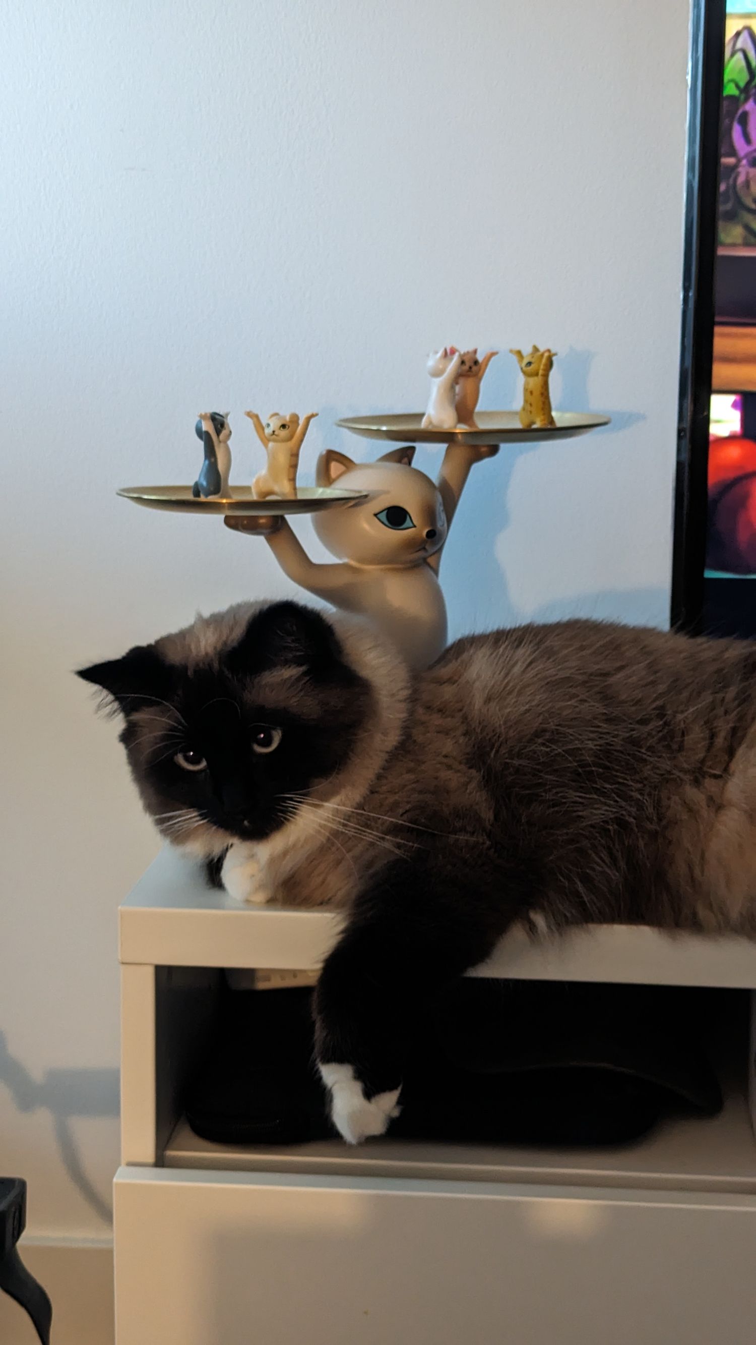 Siamese cat lying sideways on a white table with paws stretched out playfully.