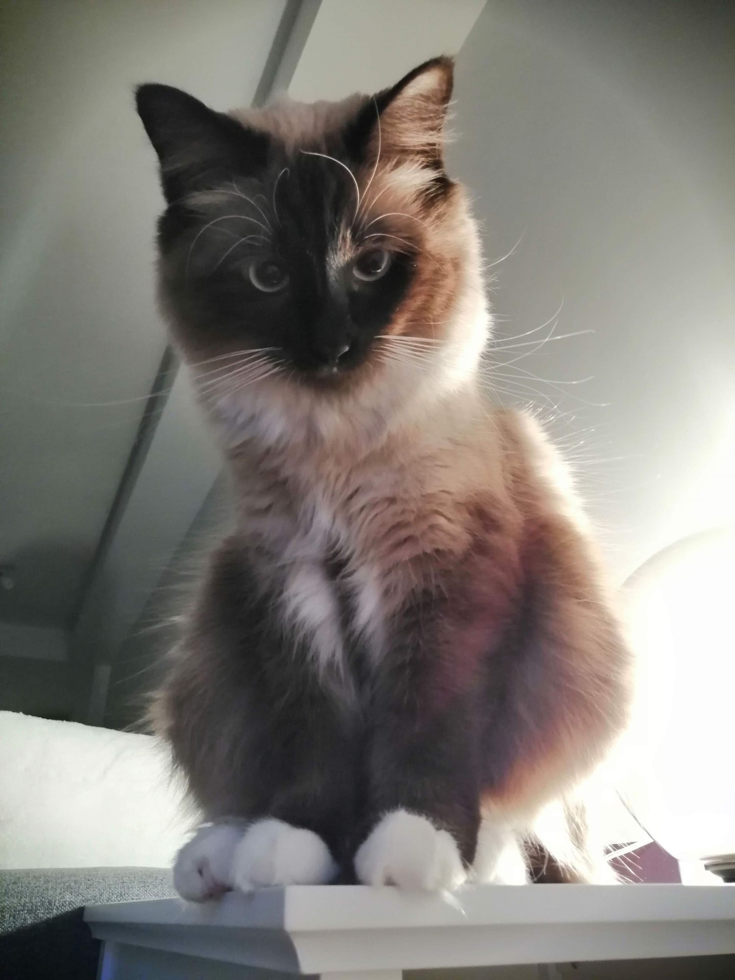 A fluffy bicolor ragdoll cat with dark points and blue eyes gazes at the camera from multiple angles in a photo collage.