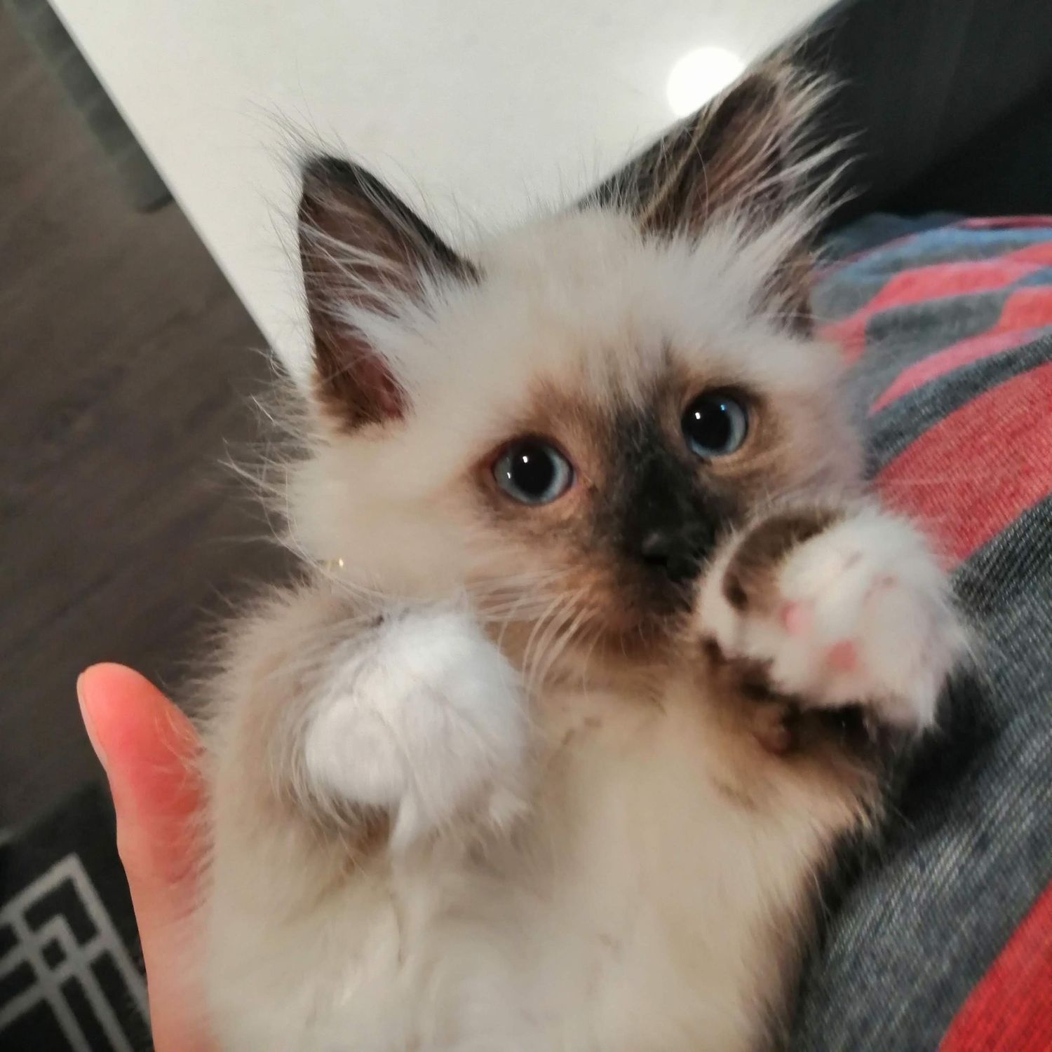 A Ragdoll kitten with striking blue eyes and seal point coloring lies on a dark surface while looking upward.