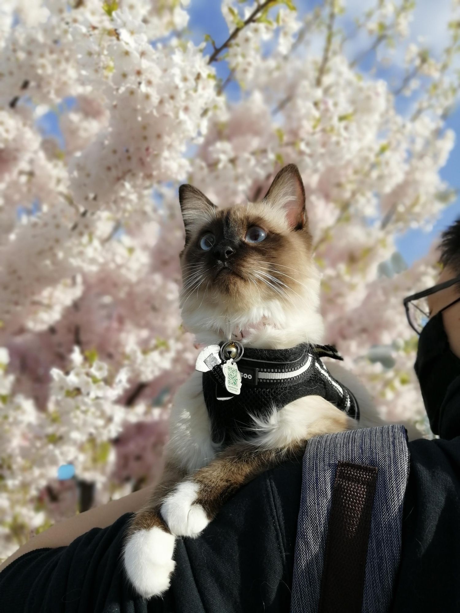 Siamese cat wearing a black harness poses among blooming white cherry blossoms under a blue sky.
