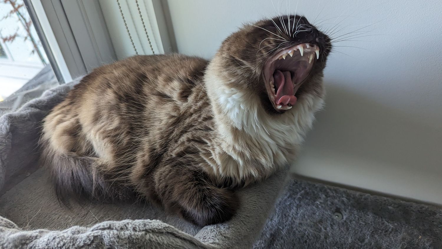 A long-haired cat yawning widely while sitting by a window.