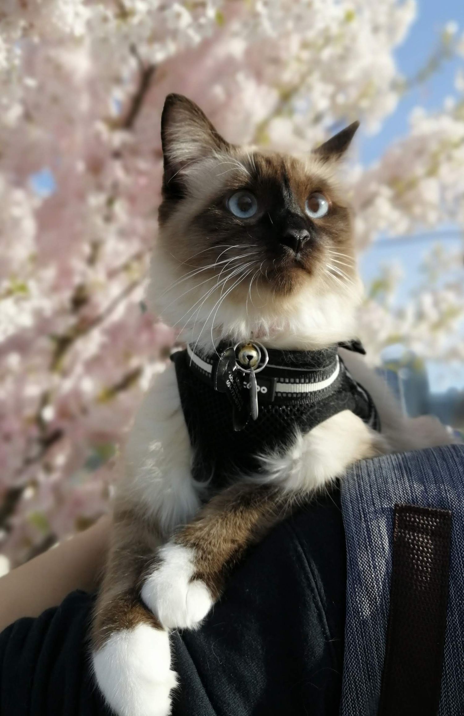 A Siamese cat wearing a black harness poses against blooming cherry blossoms on a spring day.