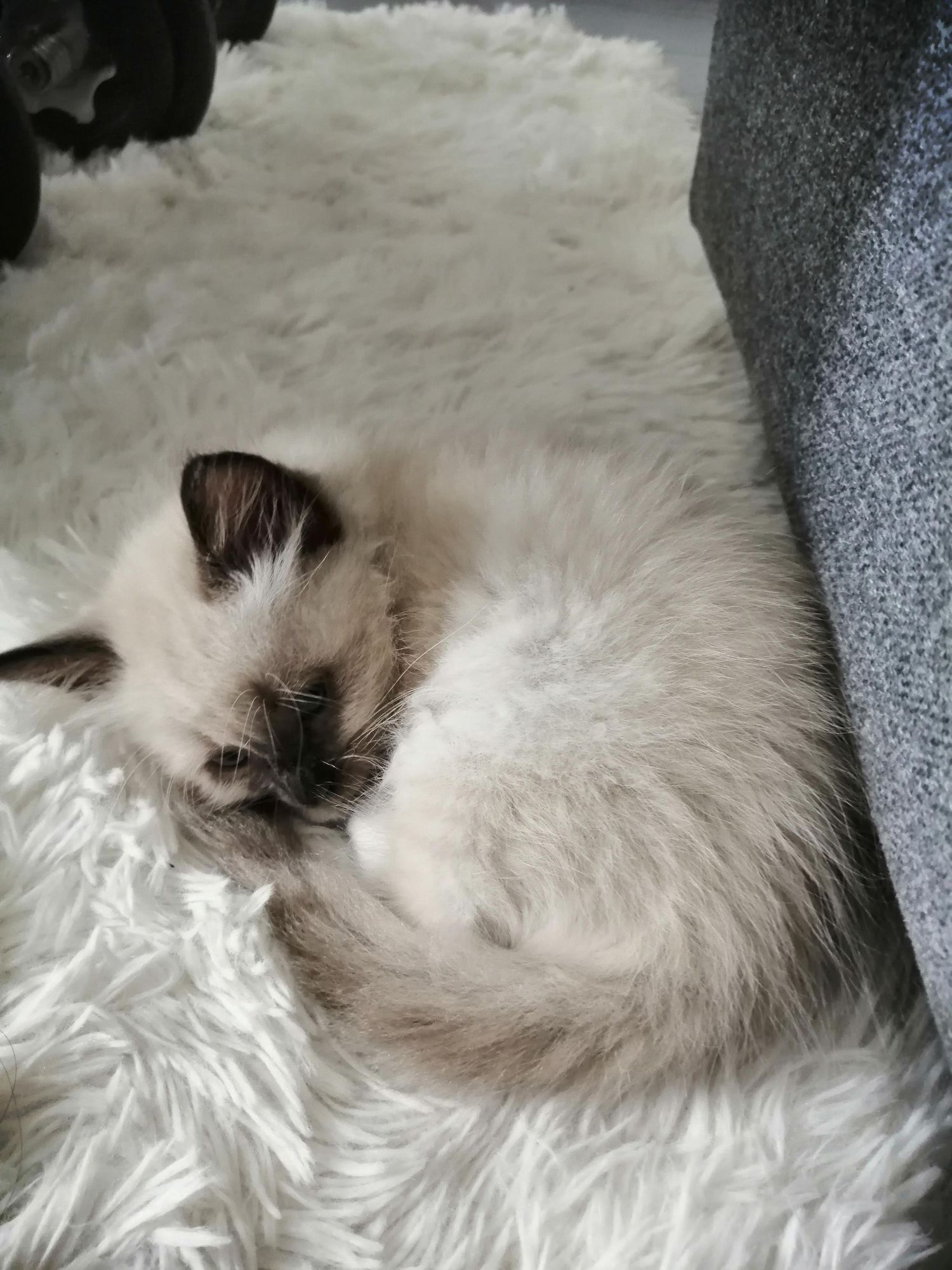 A Siamese cat sleeps peacefully curled up on a white fluffy rug against a grey couch.