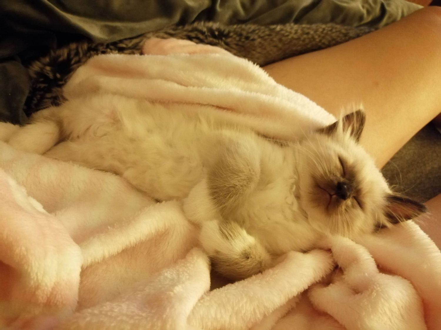 Seven close-up images showing a sleeping Siamese cat curled up with light-colored fur and dark points.