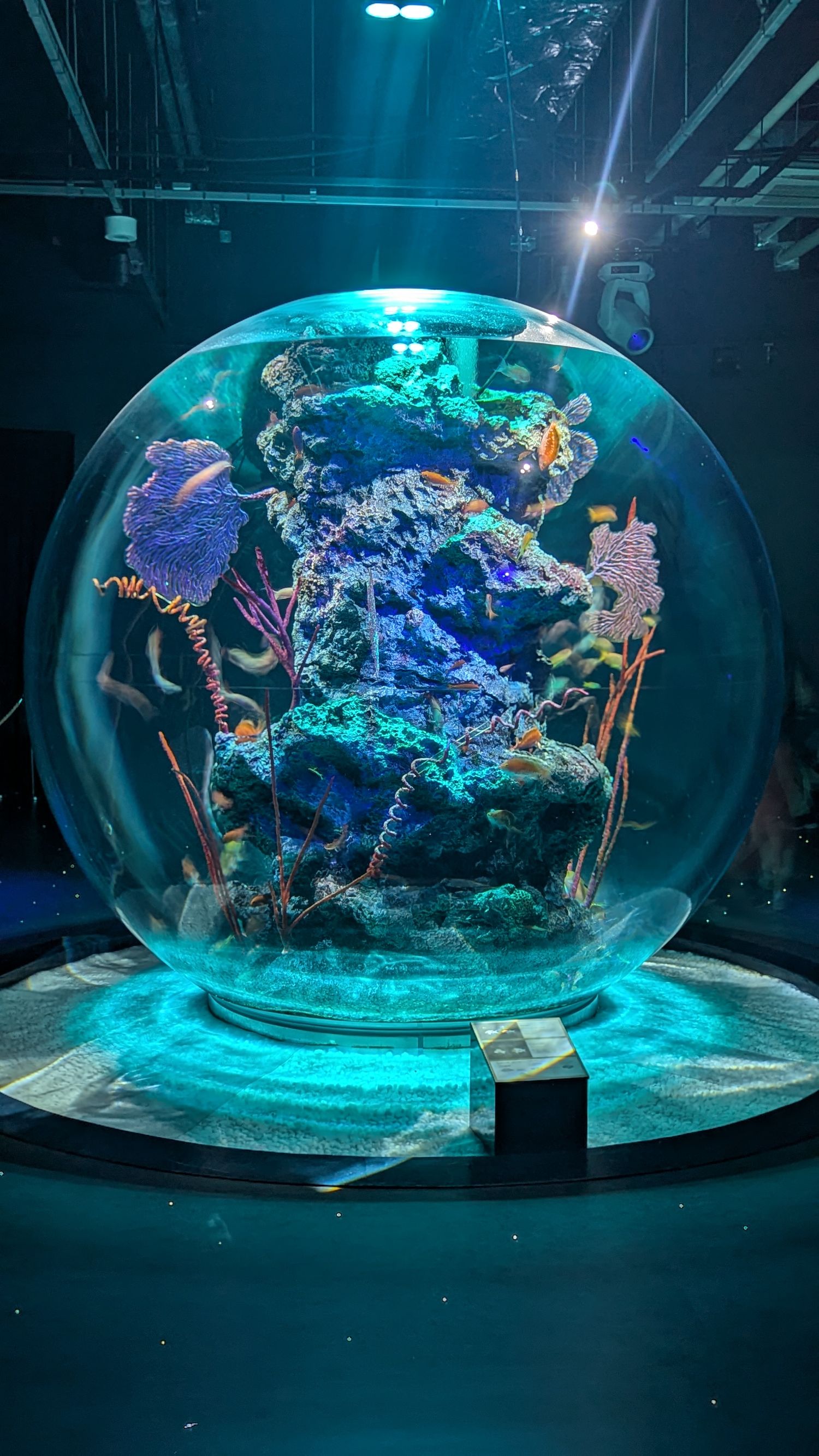 Underwater aquarium exhibit featuring vibrant blue lighting illuminating coral and marine life in an spherical display case.