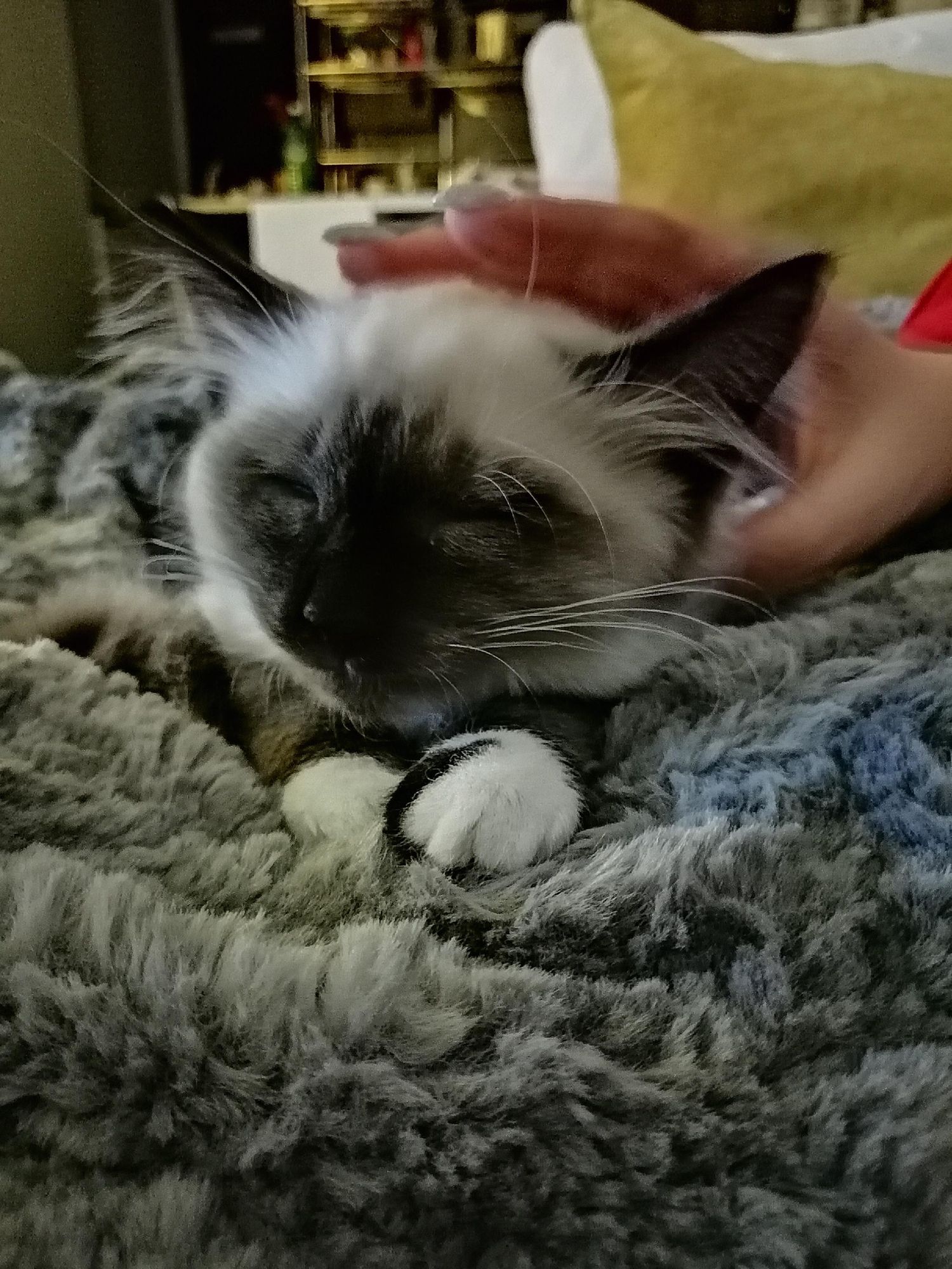 A sleepy Himalayan cat with dark points rests on a plush gray blanket while being petted.