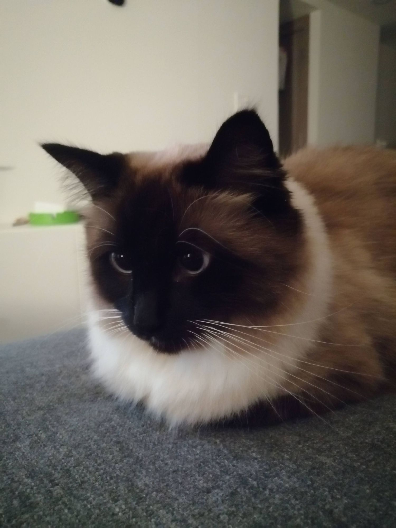 Close-up of a Siamese cat with dark points and bright blue eyes resting on a gray surface indoors.