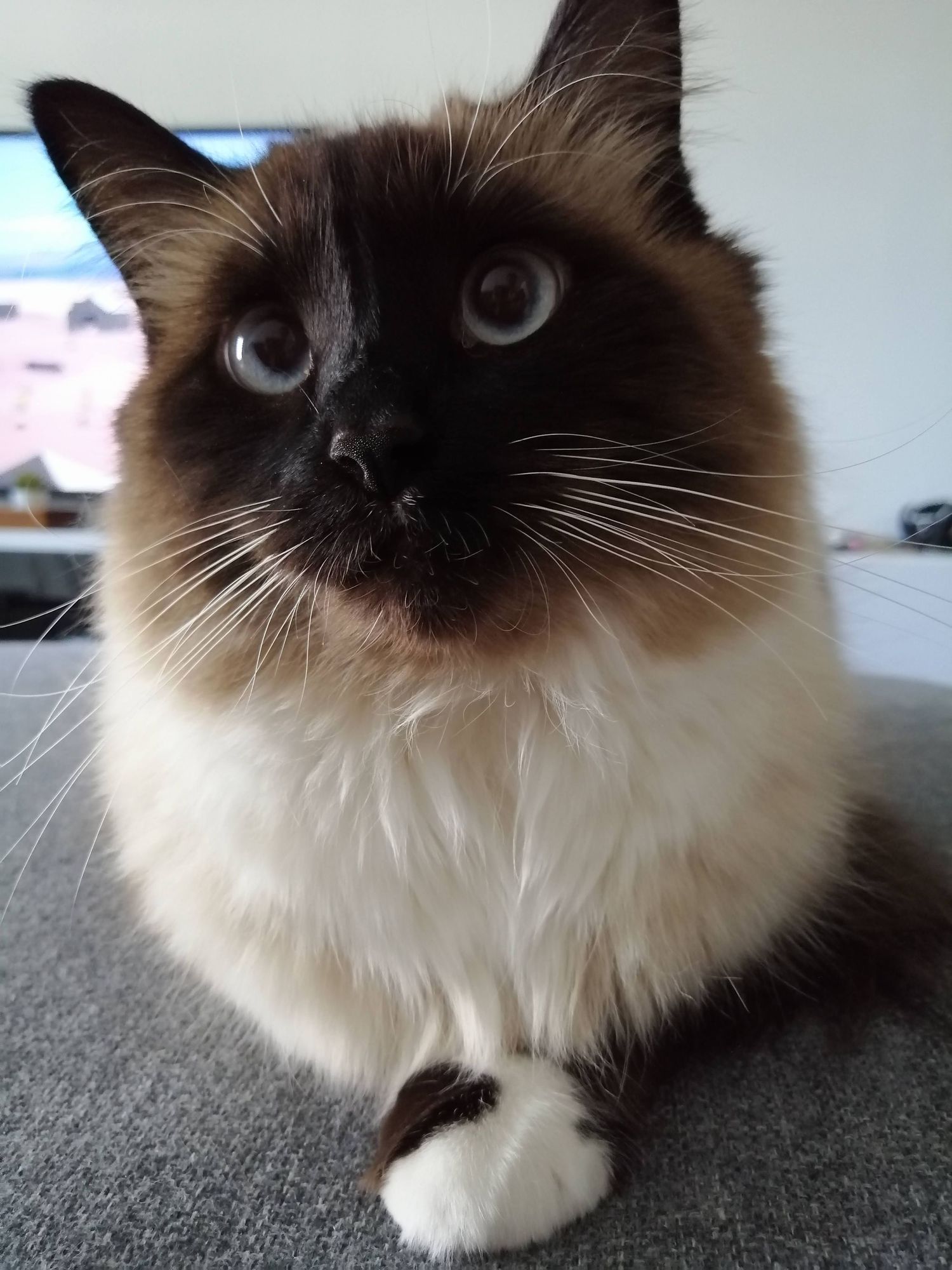 Close-up portrait of a Siamese cat with striking blue eyes and cream-colored fur.