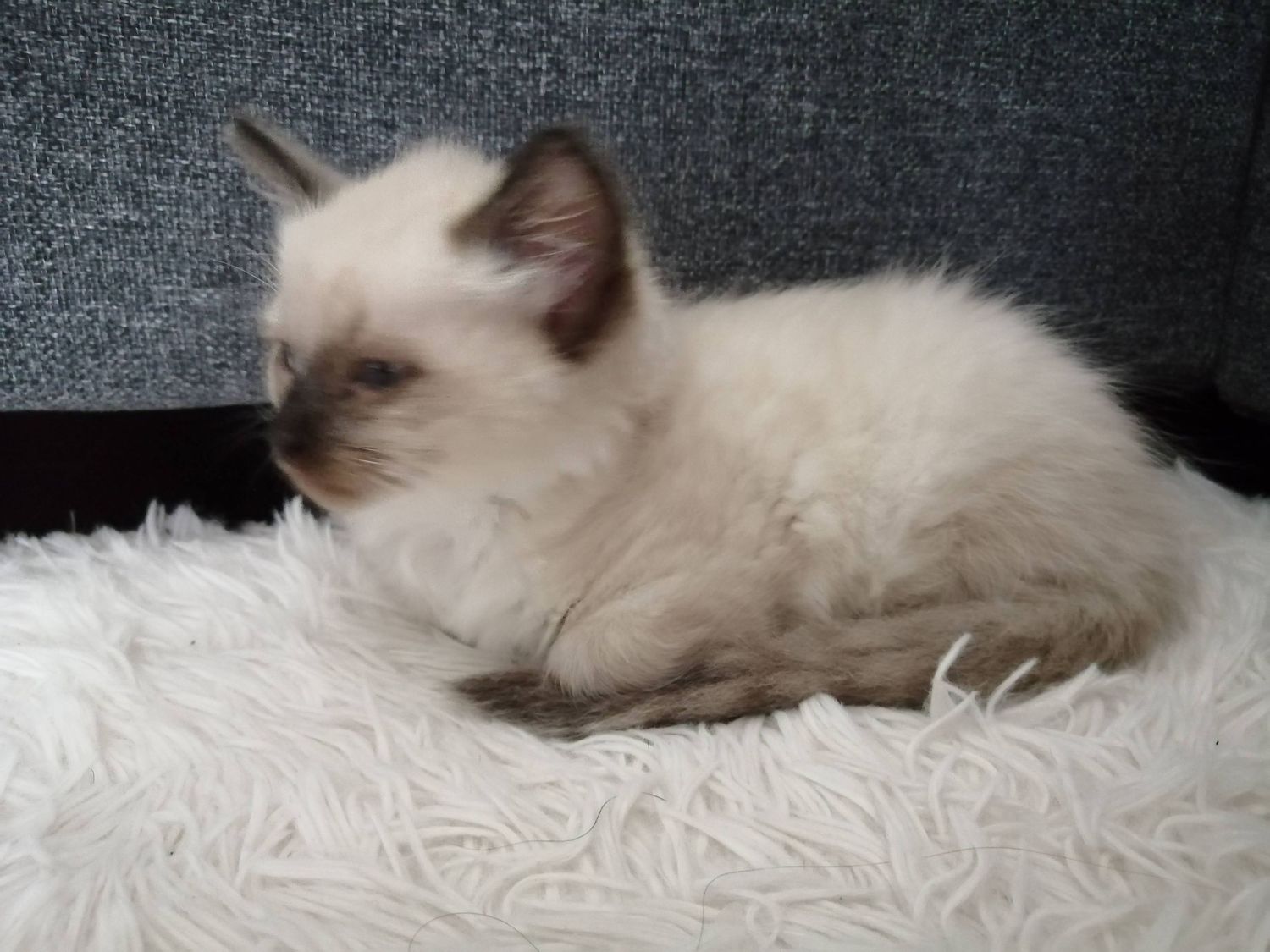 A cream-colored Ragdoll kitten rests on a white furry blanket against a dark gray couch.