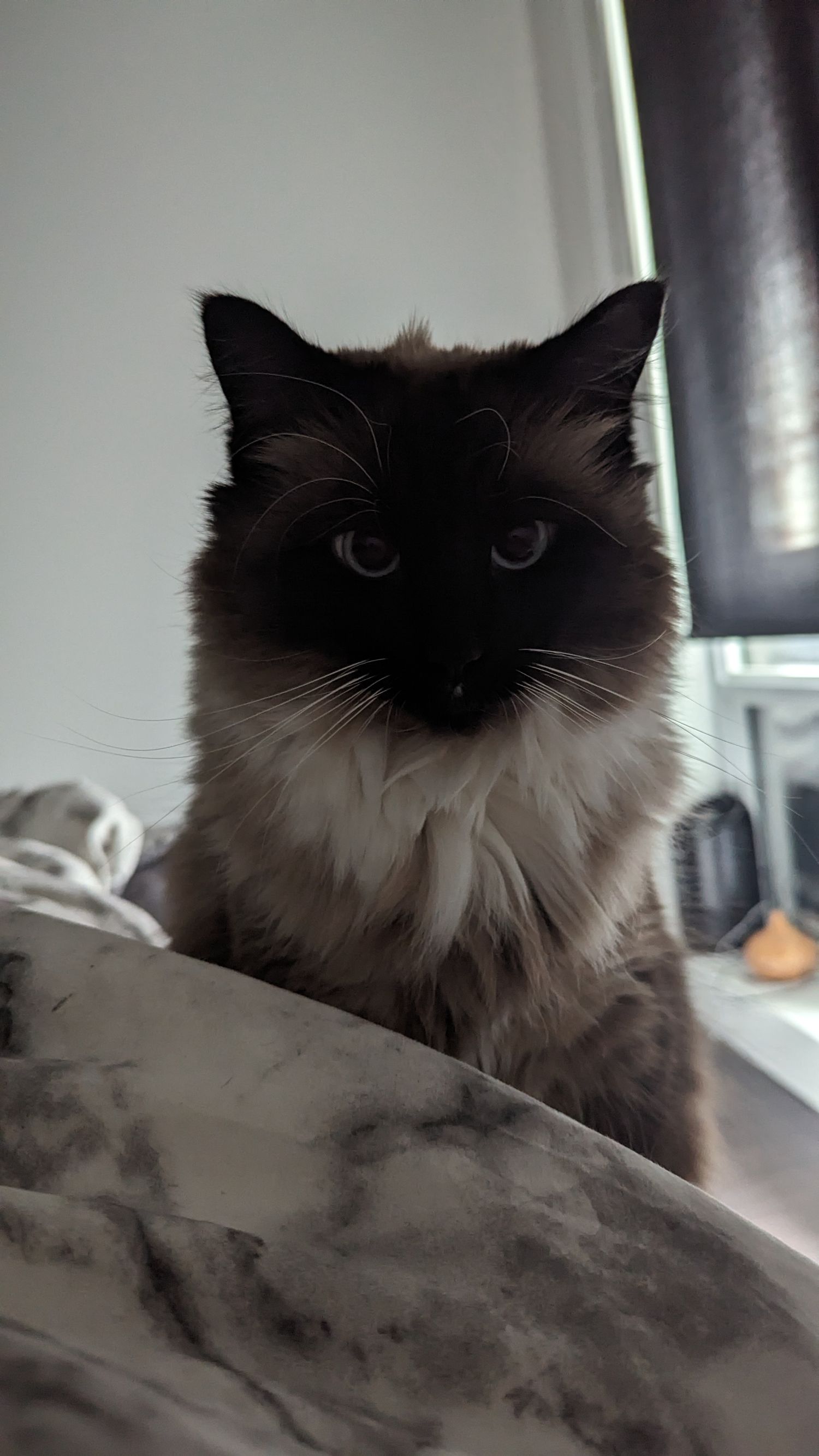 A Siamese cat with dark points and blue eyes resting on a gray blanket near a window.