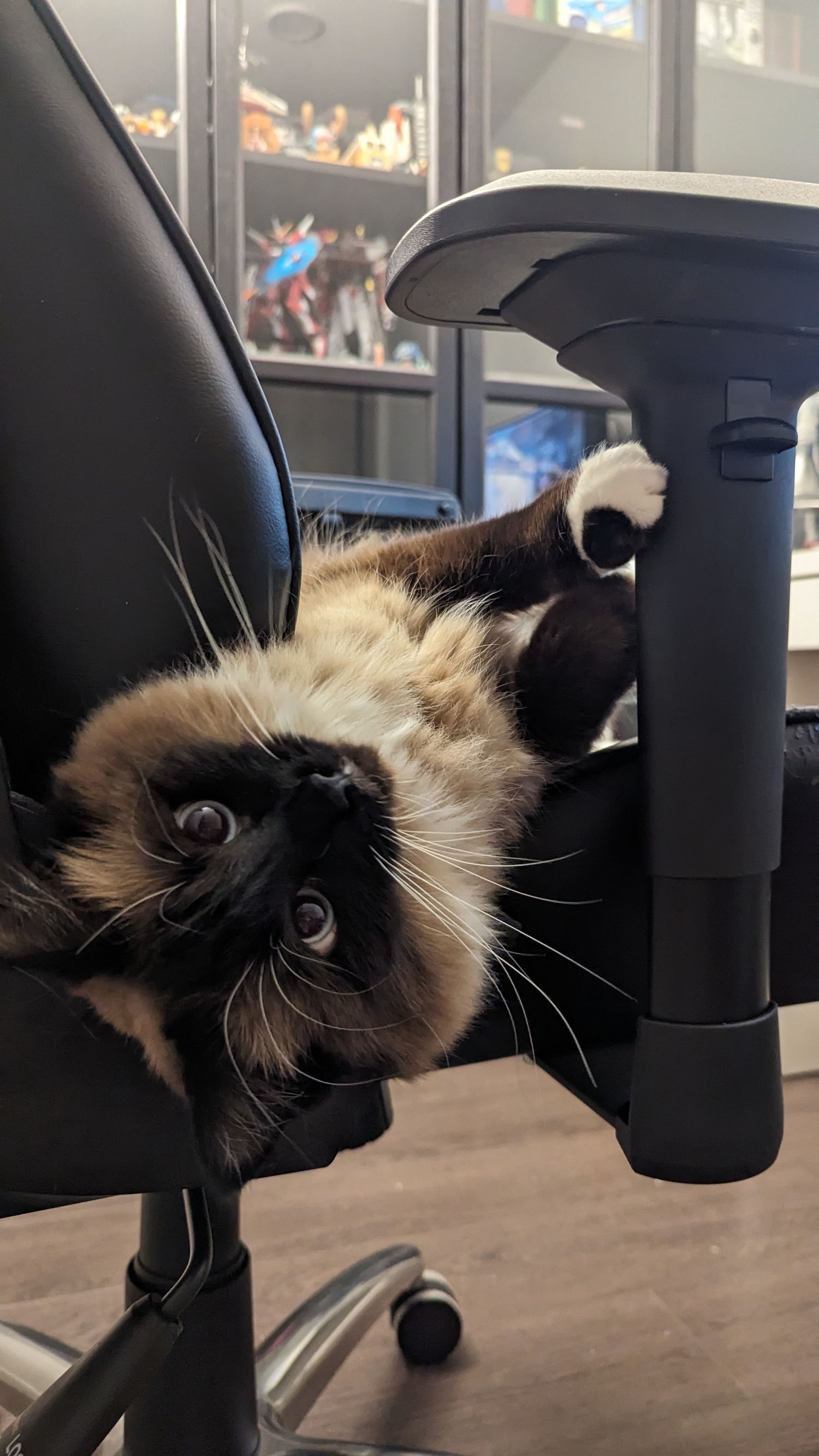 A Siamese cat with dark points lays upside down on a black office chair, playfully reaching for the armrest.