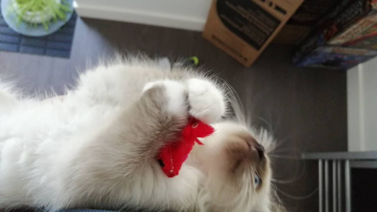 A white cat wearing a red bow tie relaxes while lying on its back in sunlight.