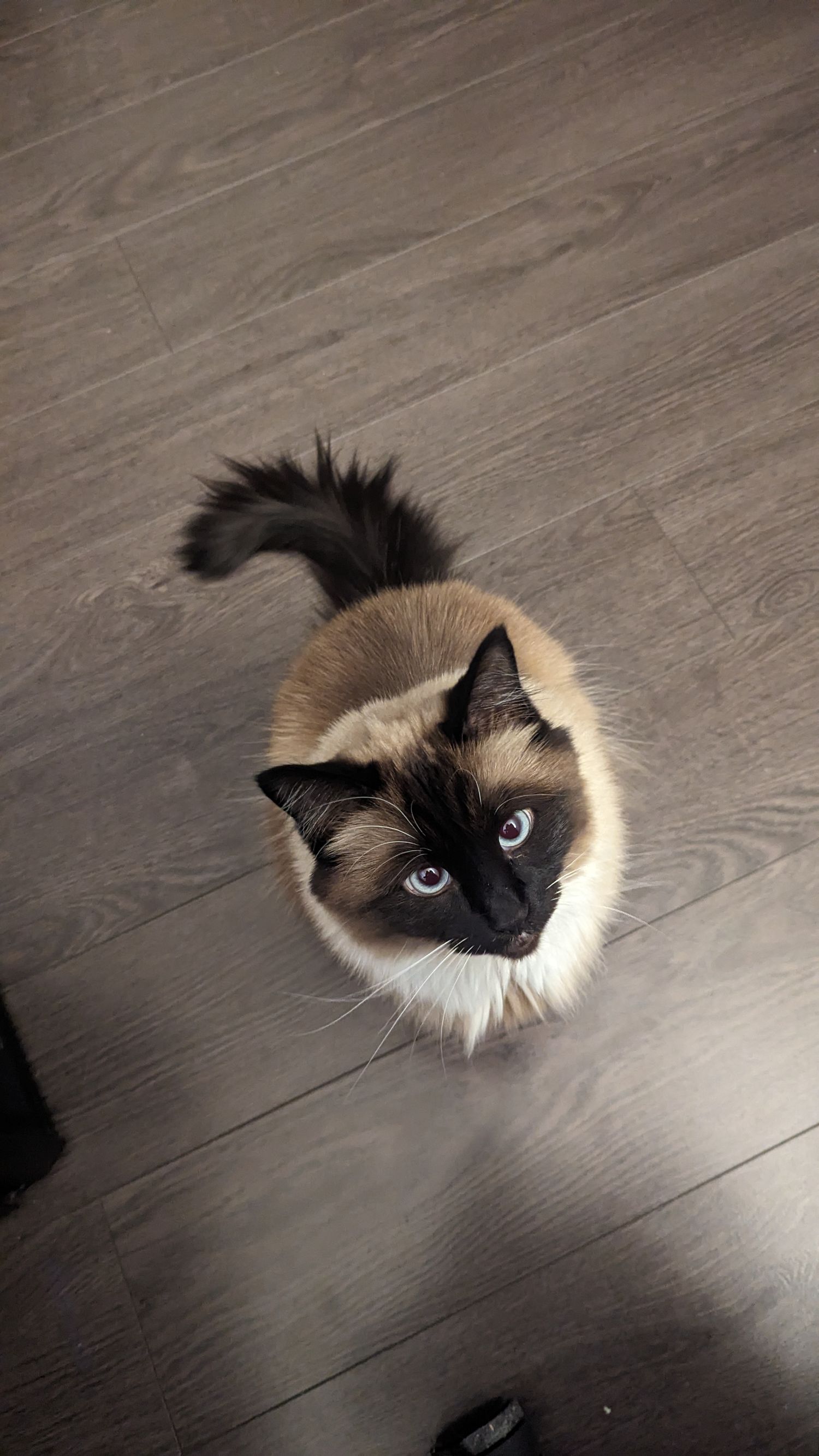 Siamese cat looking up at camera while sitting on wooden flooring with fluffy tail raised.