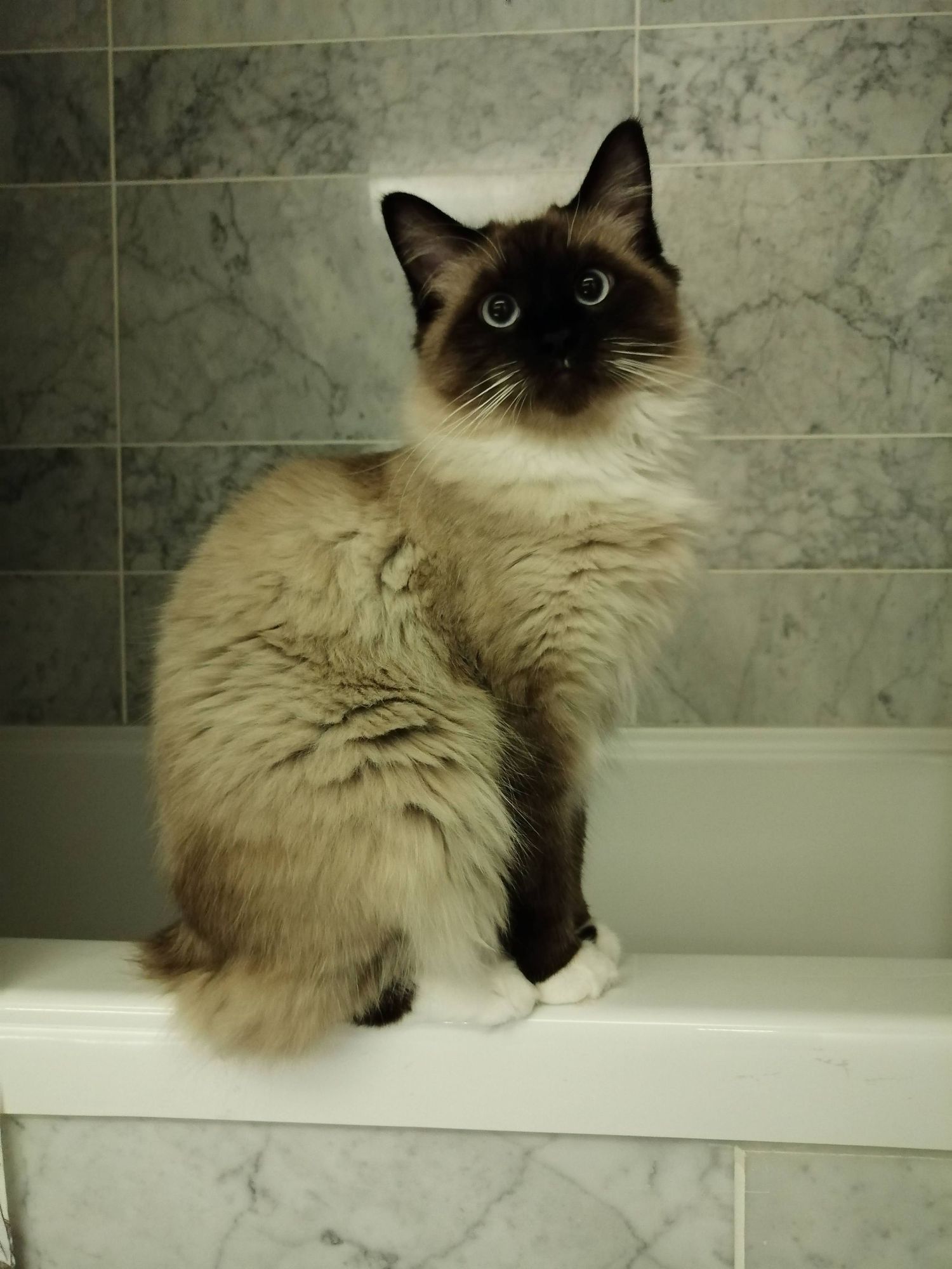 Majestic Ragdoll cat lounges in a marble-tiled bathroom near a white bathtub.