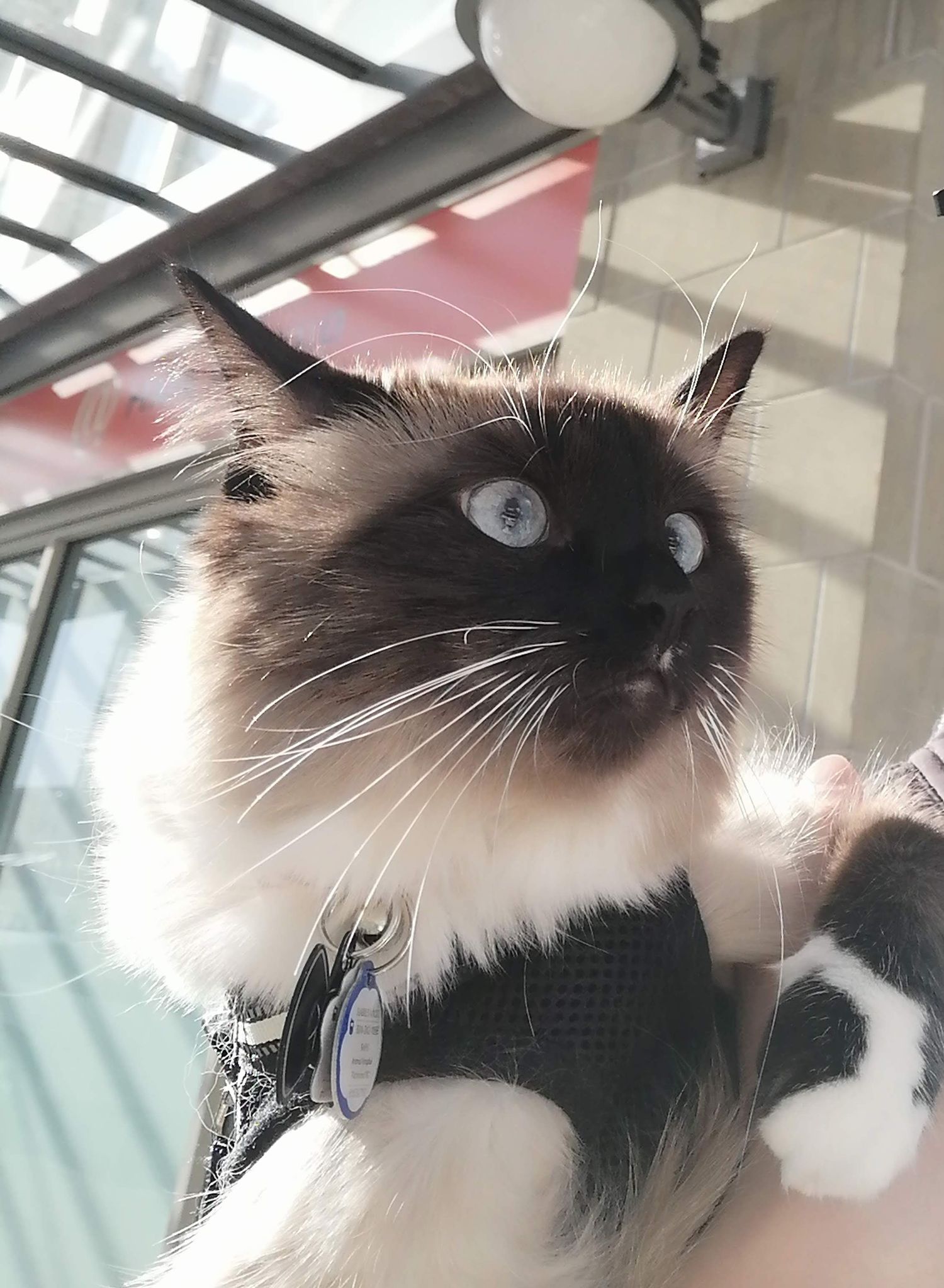 Siamese cat with blue eyes and dark points wearing a collar in sunlit indoor setting.