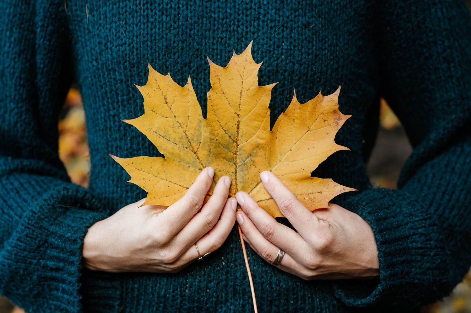 Nahaufnahme von Ahornblatt  – herbstliches Portrait mit bunten Farben und verspielter, fröhlicher Stimmung im Wald.