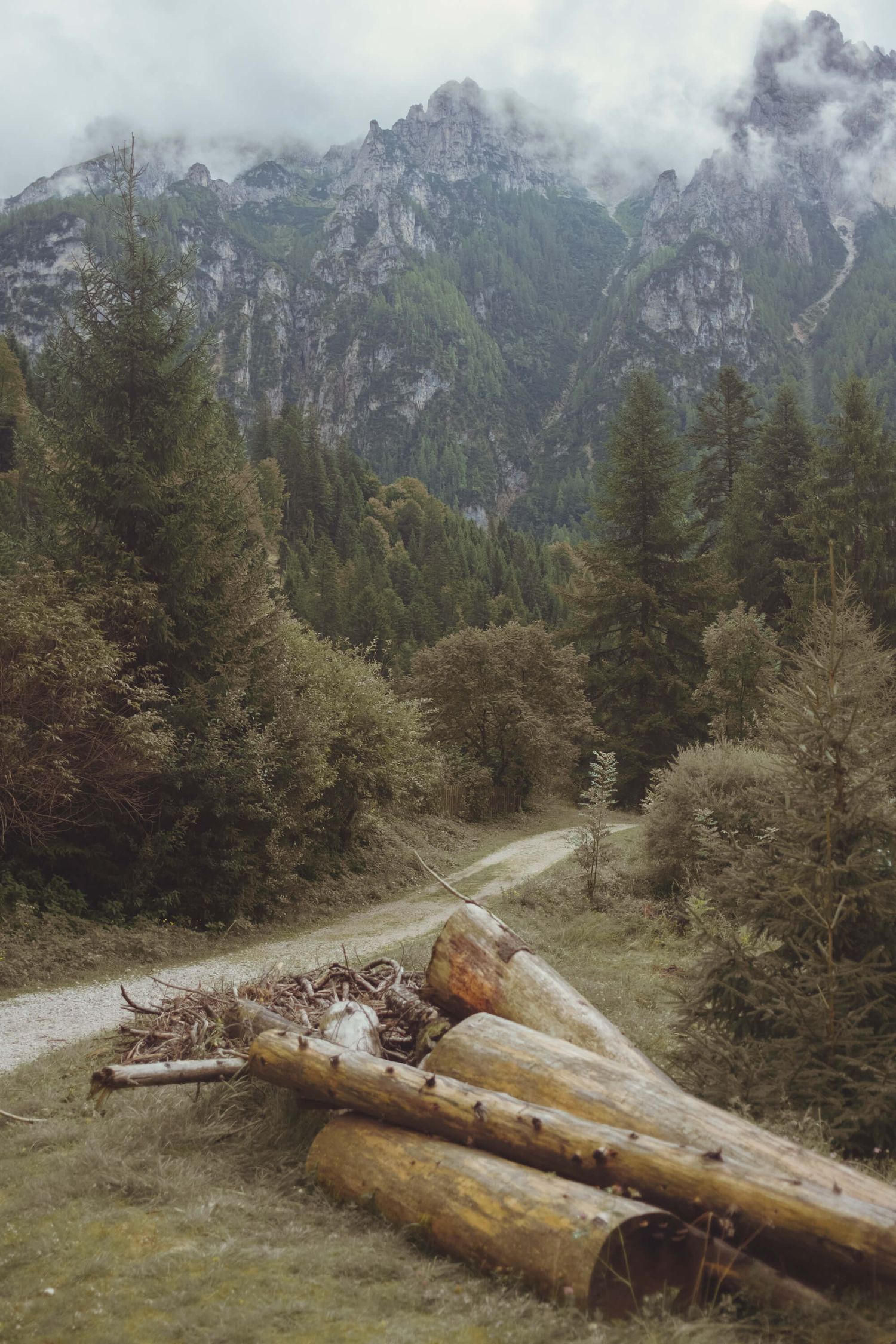 A winding mountain trail with fallen logs and evergreen trees leads through misty alpine peaks in the Dolomites.