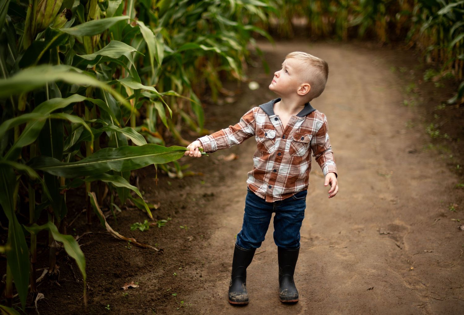 A child in a plaid shirt and rubber boots explores a corn maze path on a sunny day.