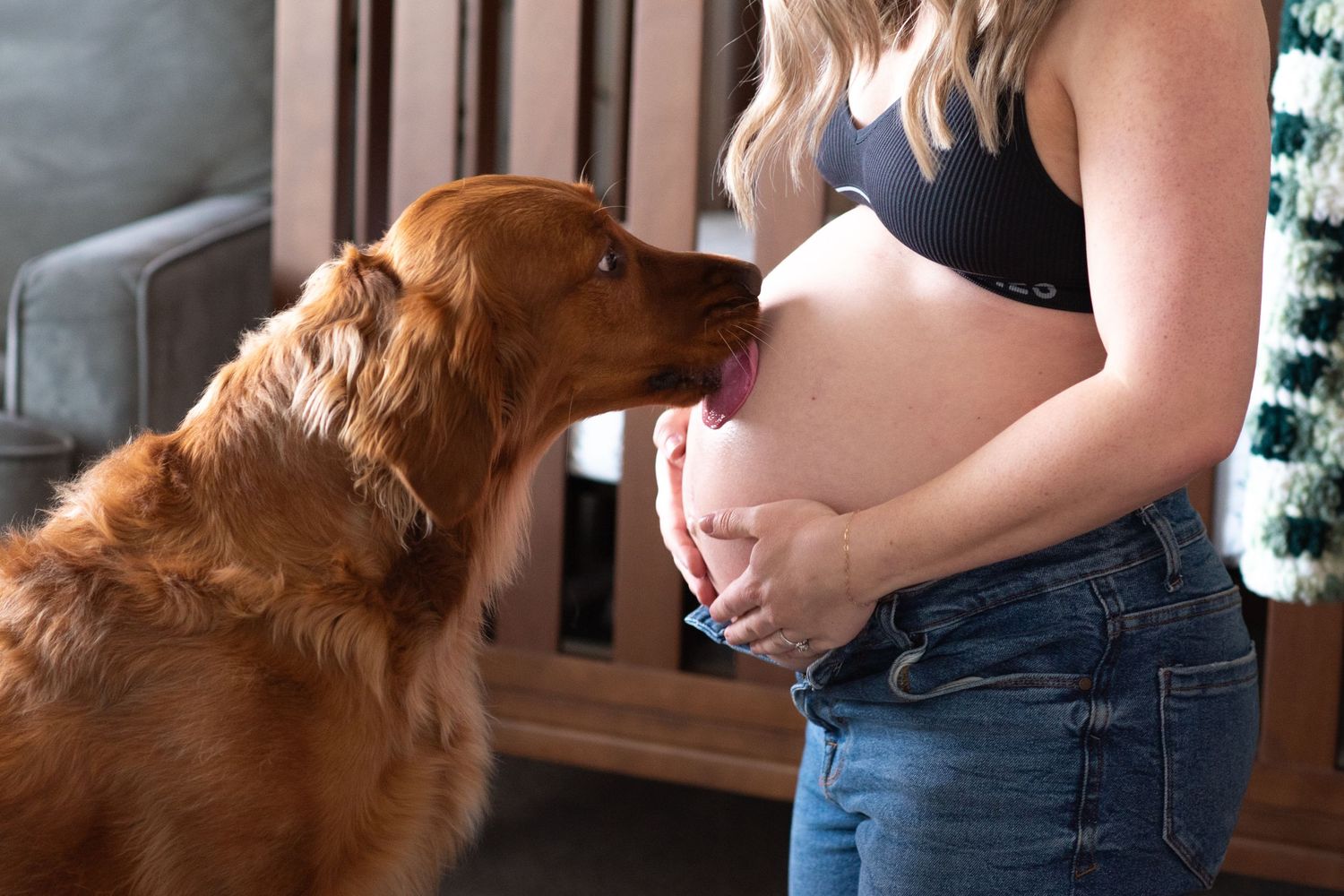 Mom in at home nursery embracing her pregnant belly while the family dog gives kisses to her unborn baby by licking her belly. Salem, OR