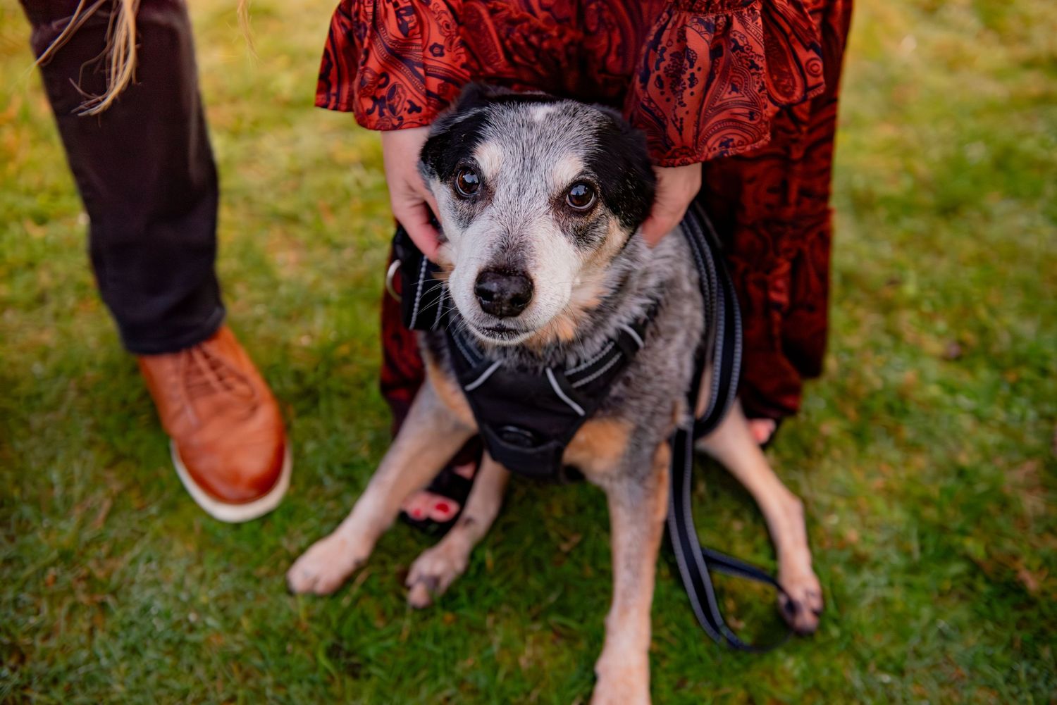 Australian cattle dog with red and black coat being petted while sitting on grass in outdoor setting. Silver Falls State Park OR