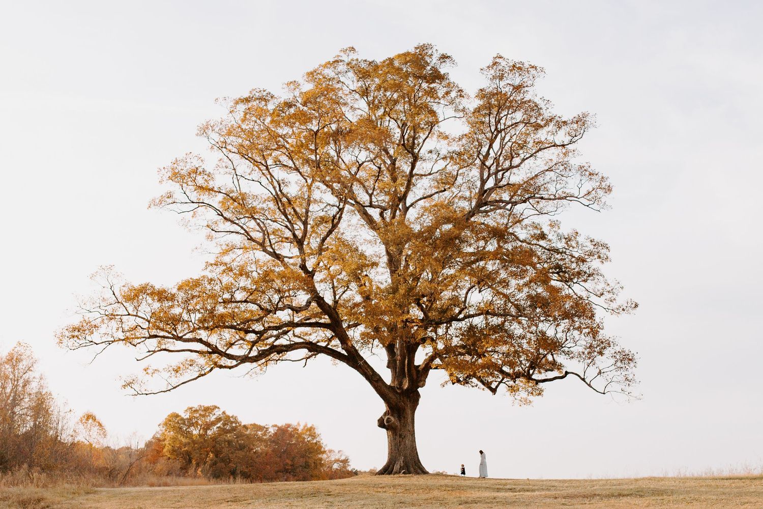 A majestic golden-leaved oak tree stands alone in a misty autumn field.