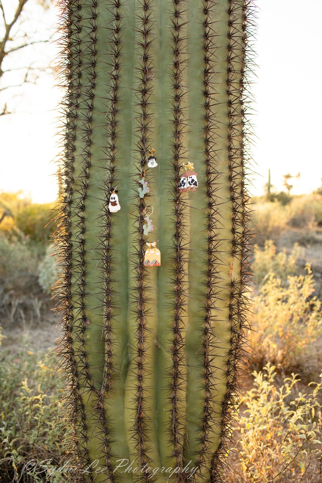 Close-up of large saguaro cactus ribs in desert landscape during golden hour.