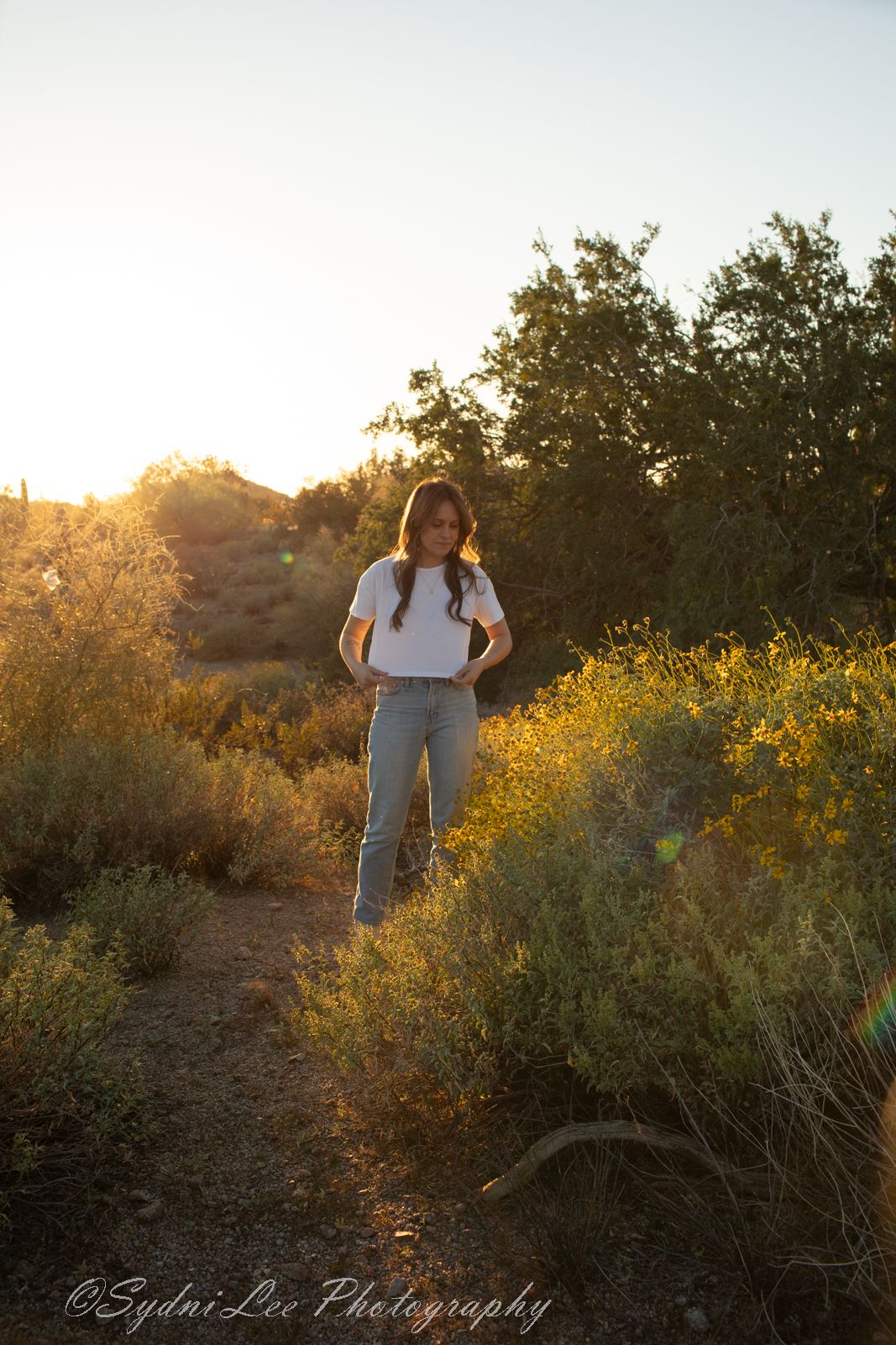 Golden sunset light illuminates wildflowers along a desert trail creating a warm natural outdoor scene.