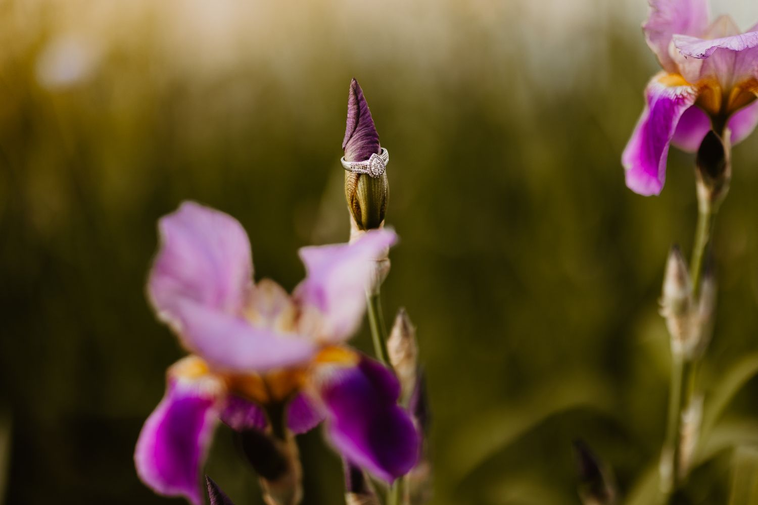 Purple iris flowers blooming in a garden with soft natural bokeh background, showing an engagement ring.