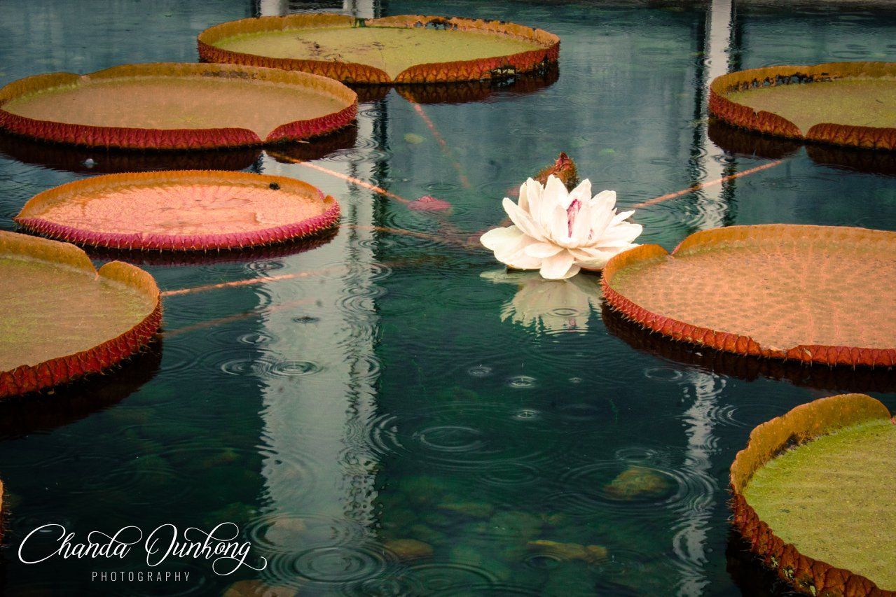 Blooming white water lily floating among giant lily pads in tranquil pond.