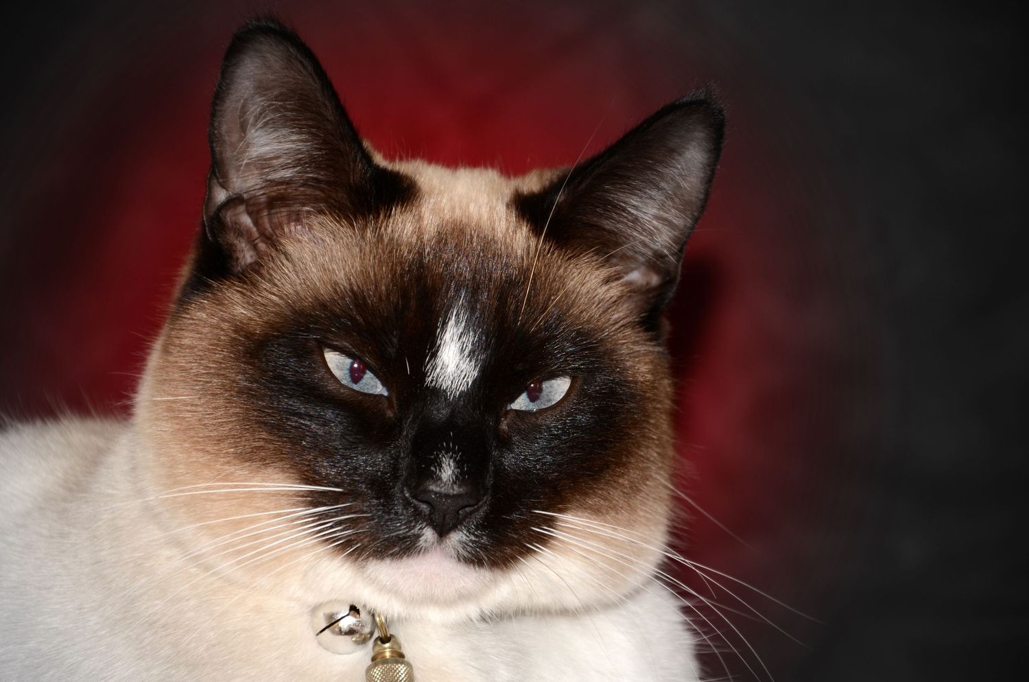 Close up of Siamese cat with blue eyes