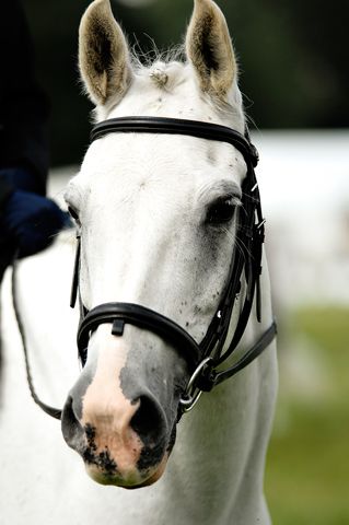 Welsh cross Arab pony in show