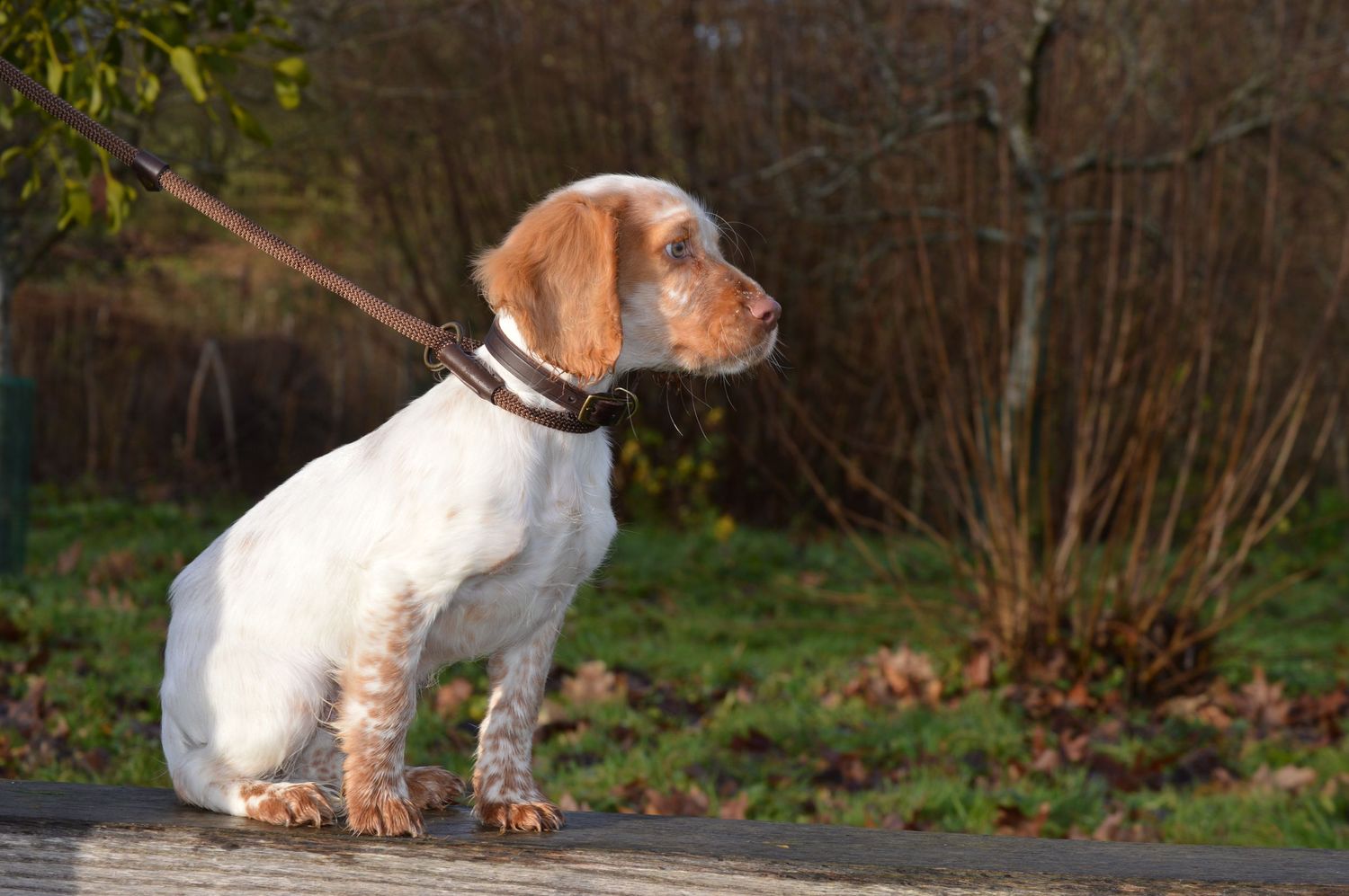 Cocker Spaniel