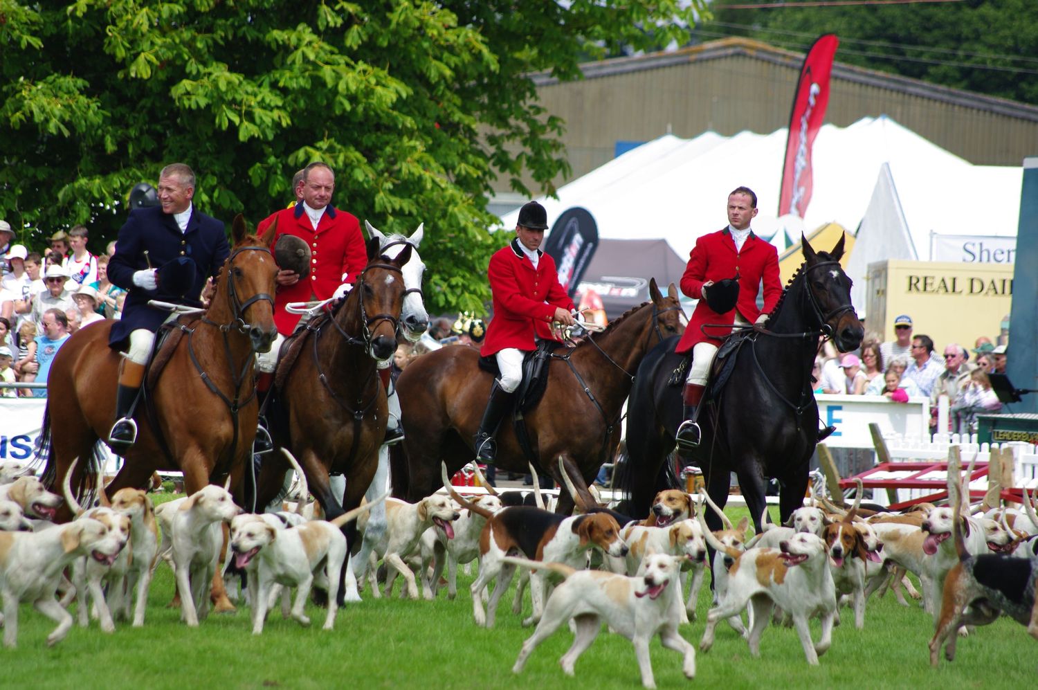 Mounted riders with a pack of hounds at a showground