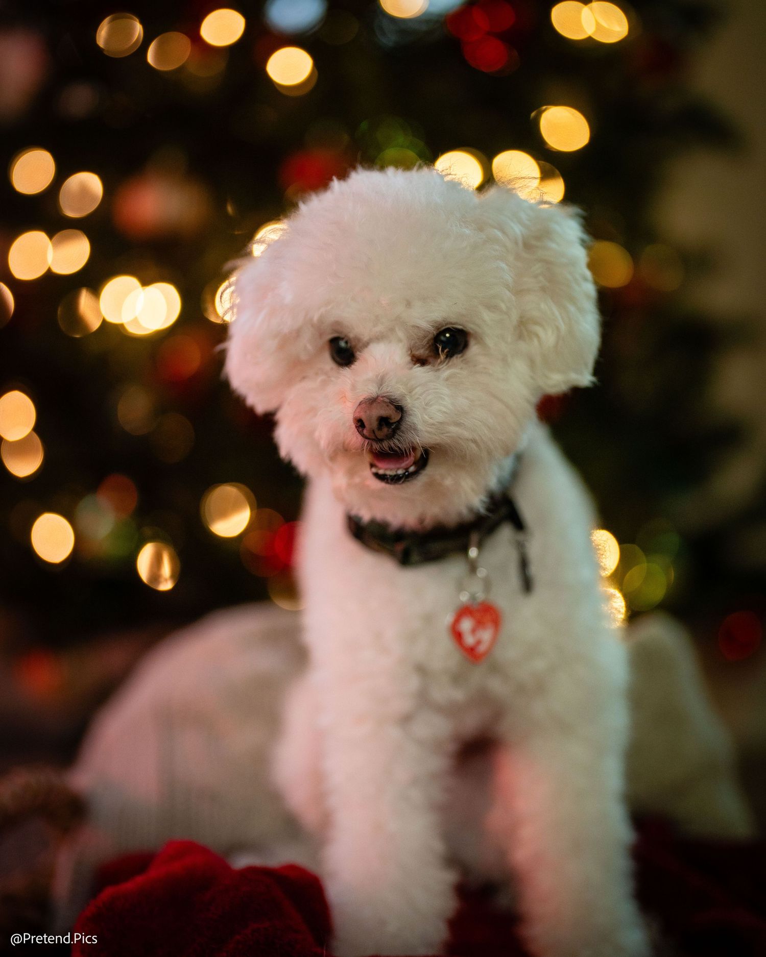 An adorable white Bichon Frise dog poses in front of a glowing Christmas tree with red roses.