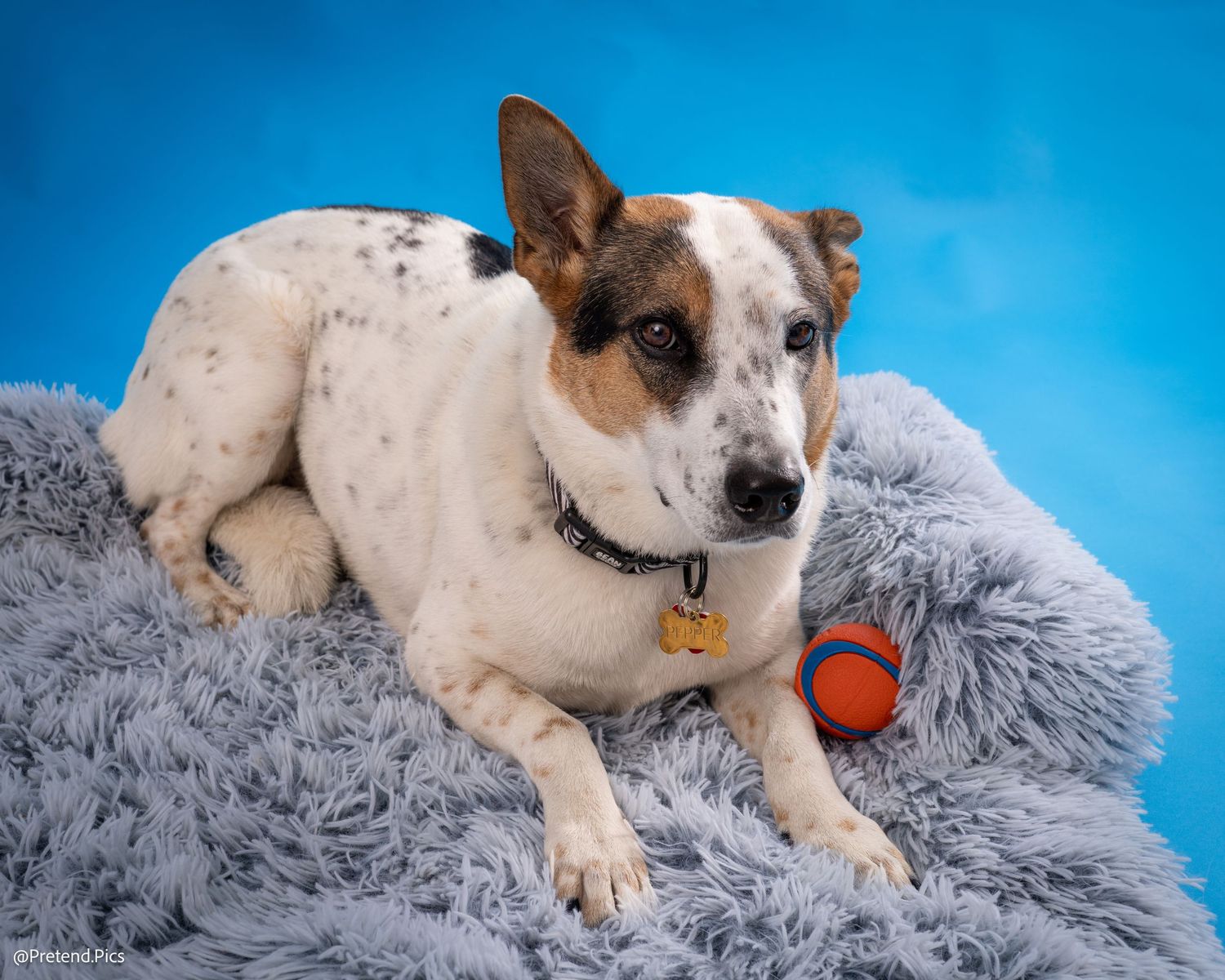 A white and brown speckled dog relaxes on a gray fluffy blanket with an orange ball nearby.