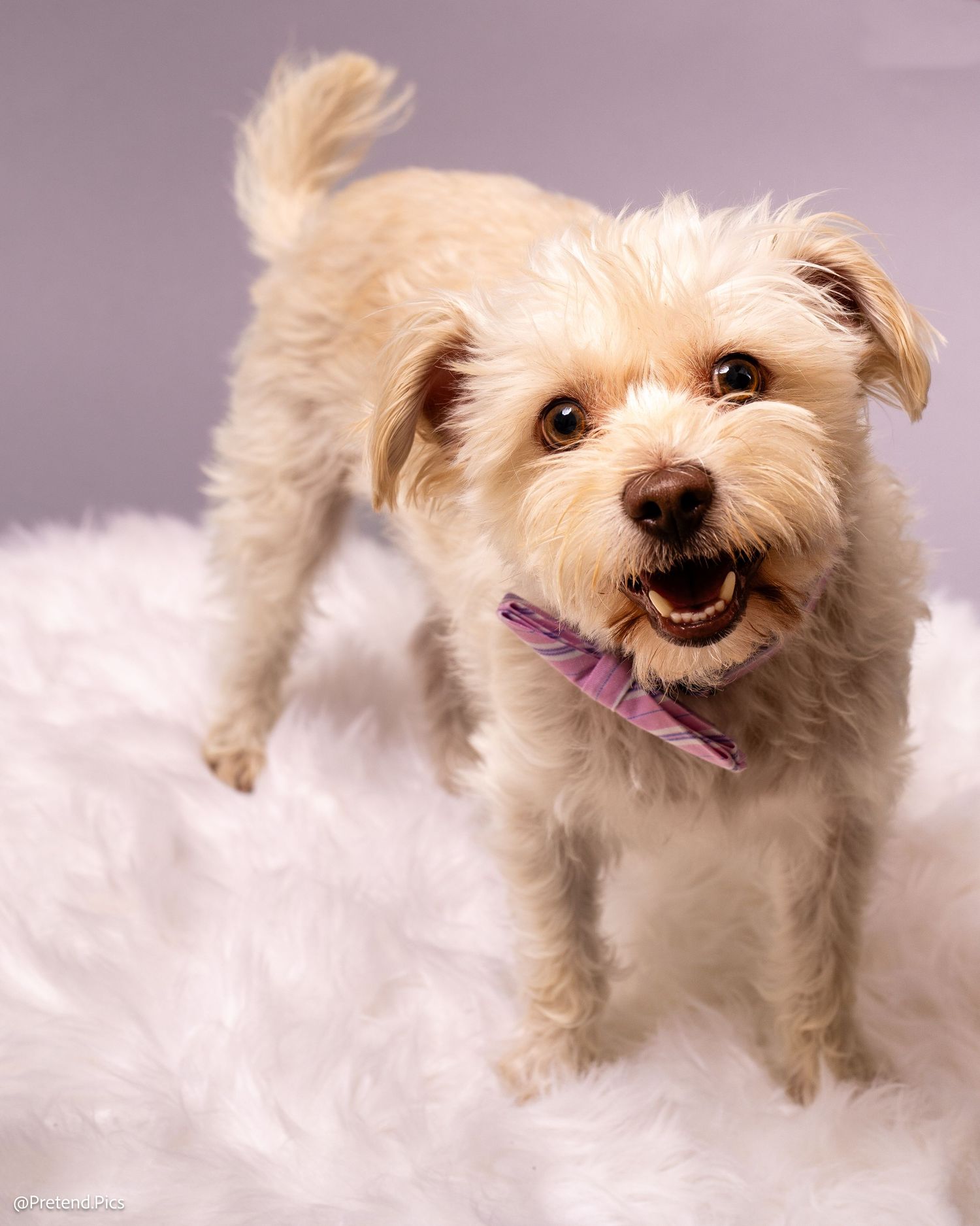 A fluffy cream-colored terrier mix wearing a purple bow tie stands on a white fur surface.
