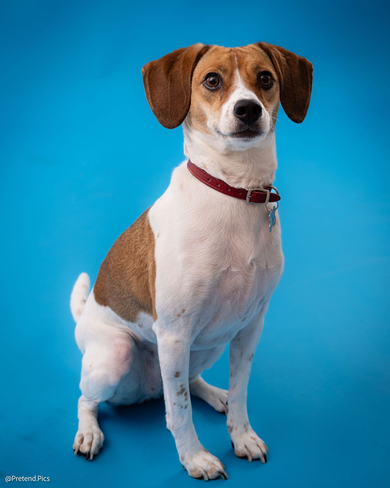 A brown and white Jack Russell Terrier sits attentively against a bright blue studio background.