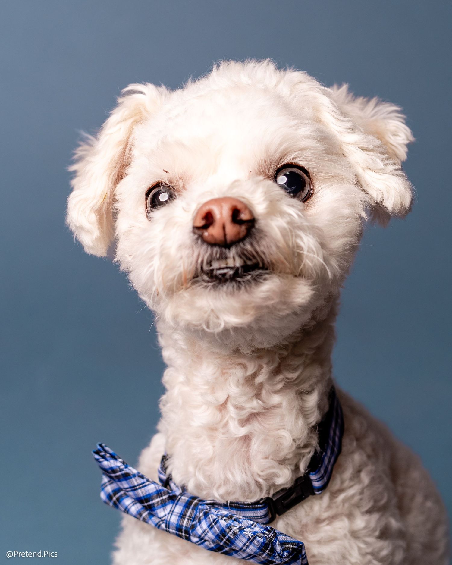 A white fluffy dog with expressive eyes wears a blue plaid bow tie in a studio portrait.