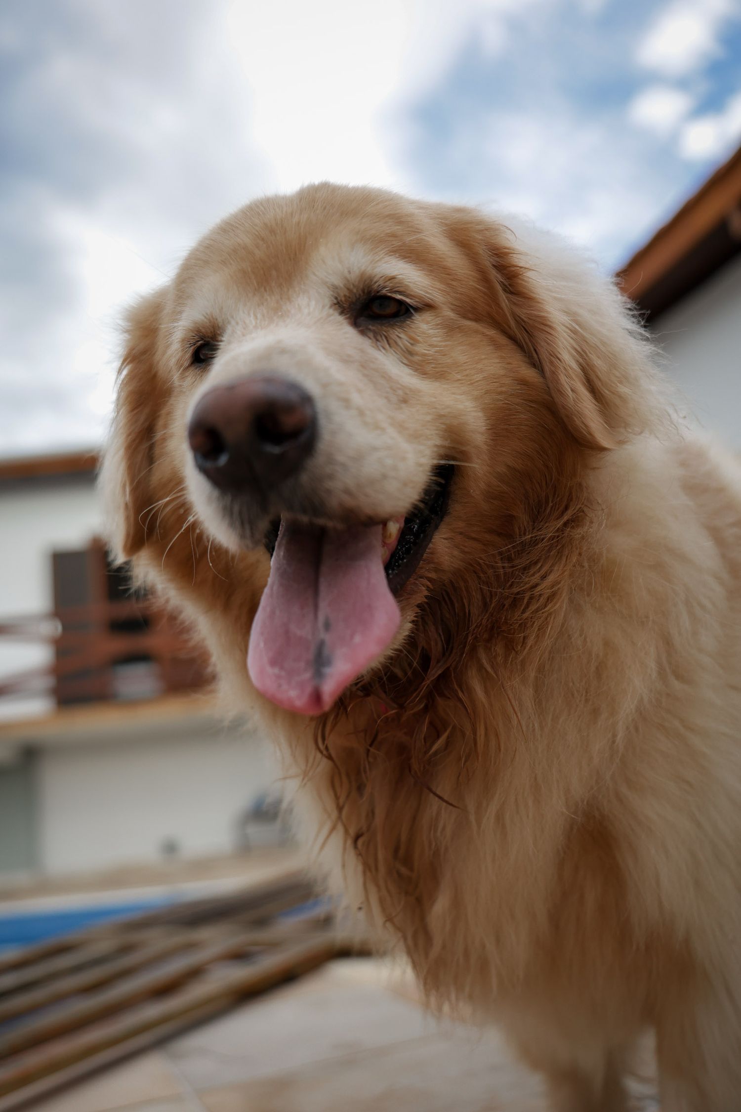 Cachorros em foto documental em casa Ubatuba