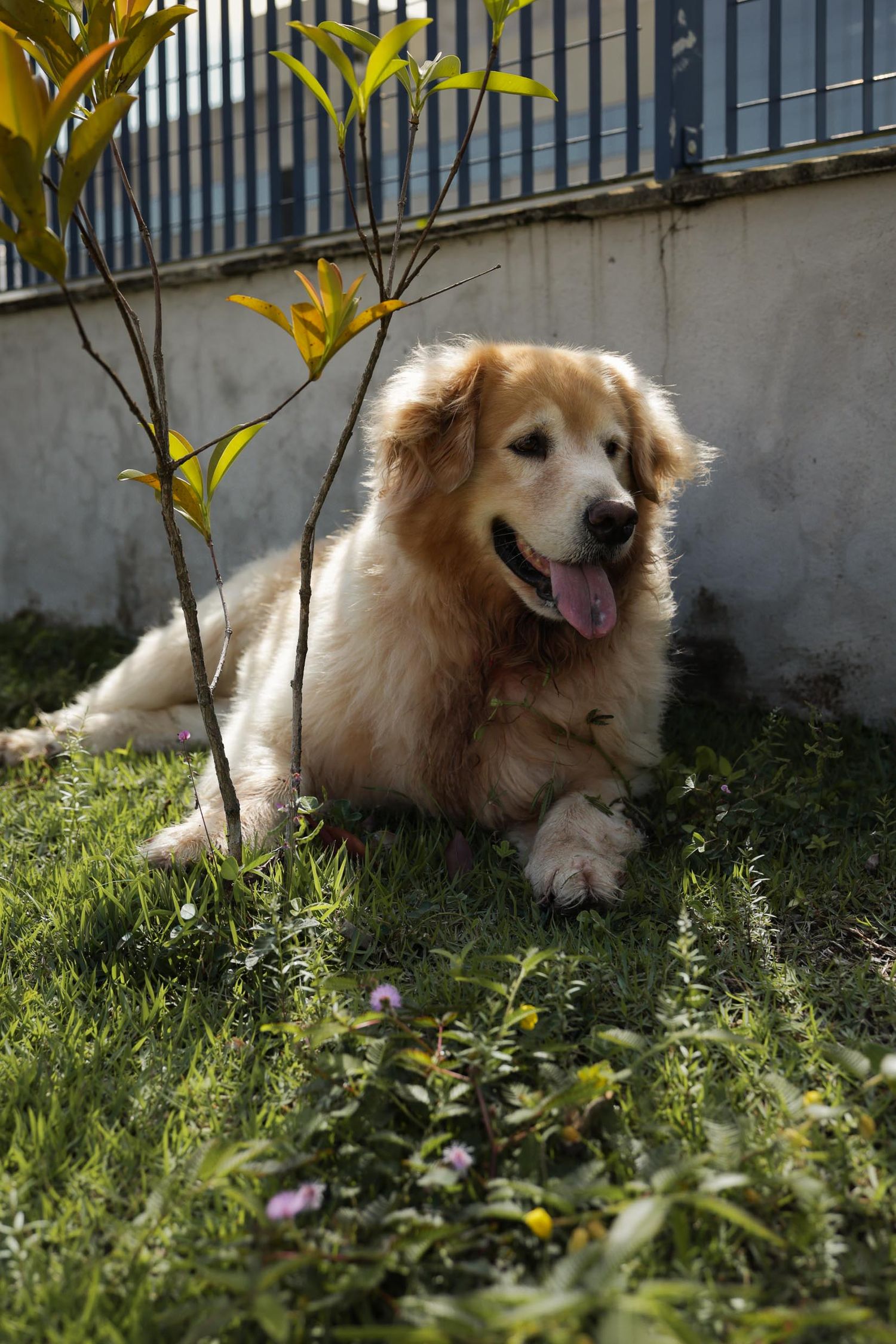 Fotografia de golden retriever posando em canteiro gramado em area residencial em Ubatuba.