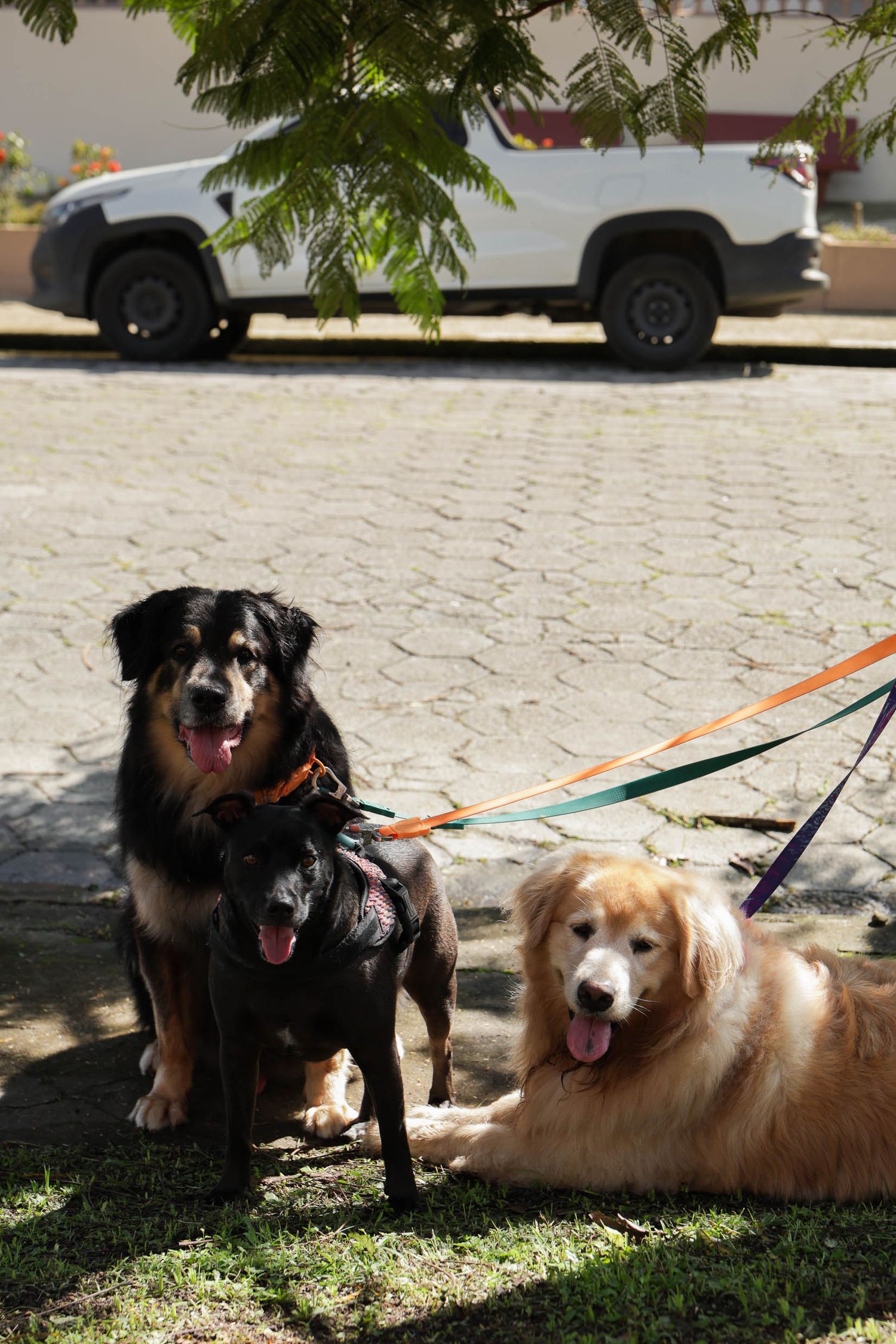 Fotografia de 3 cães passeando em area residencial em Ubatuba.