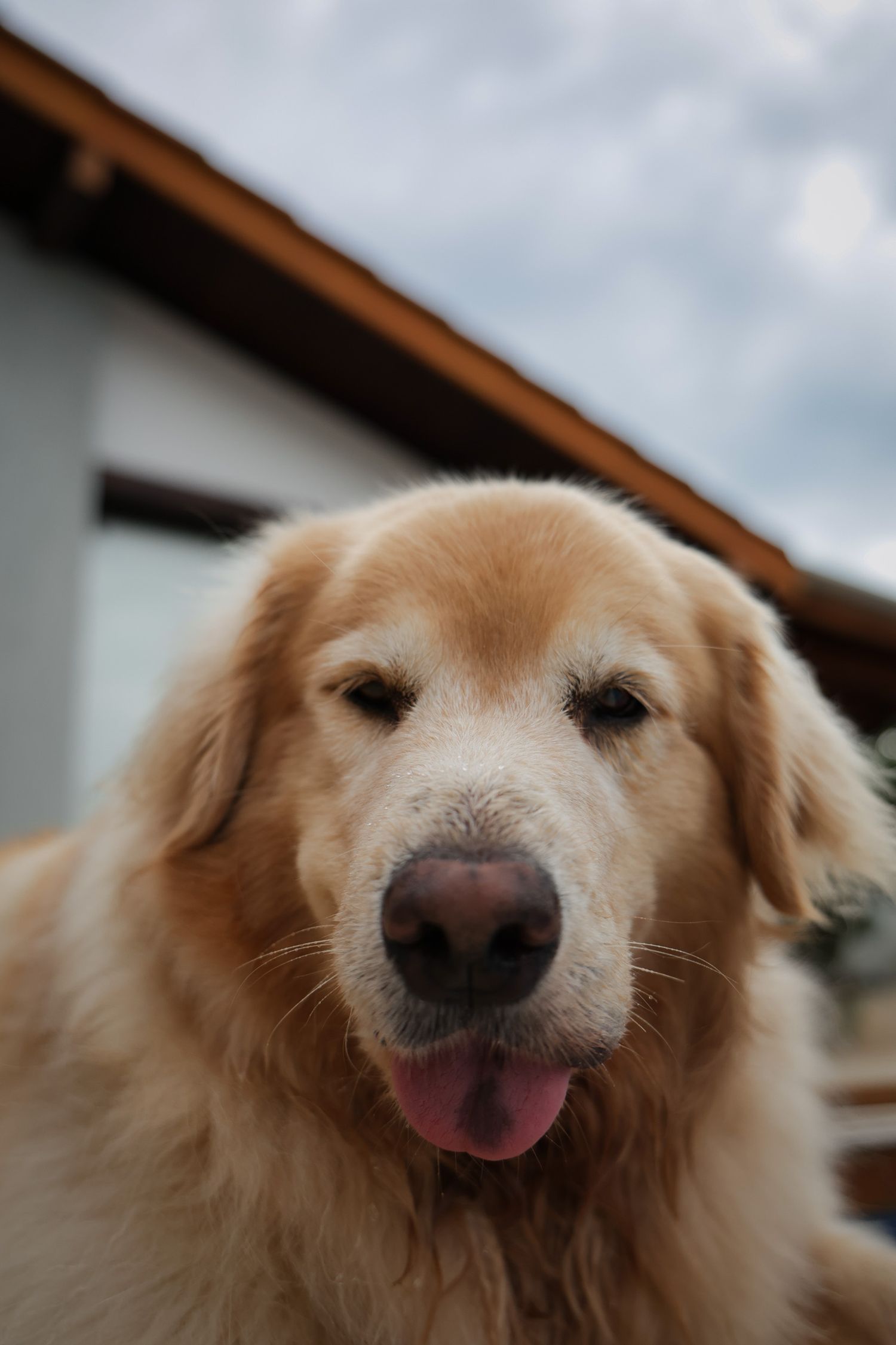 Golden retriever posando em fotografia documental em residência em Ubatuba
