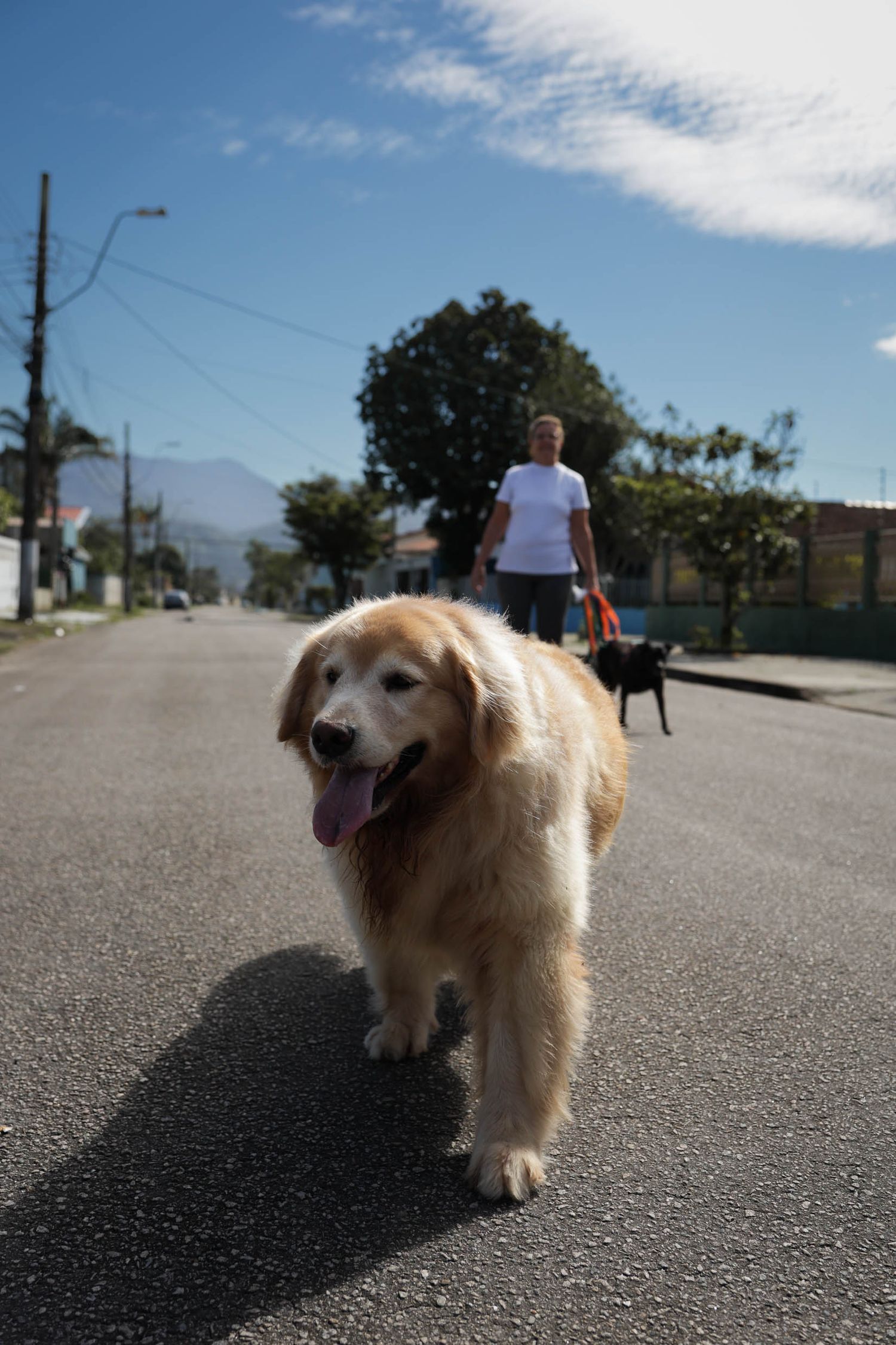Fotografia de golden retriever passeando em area residencial em Ubatuba.