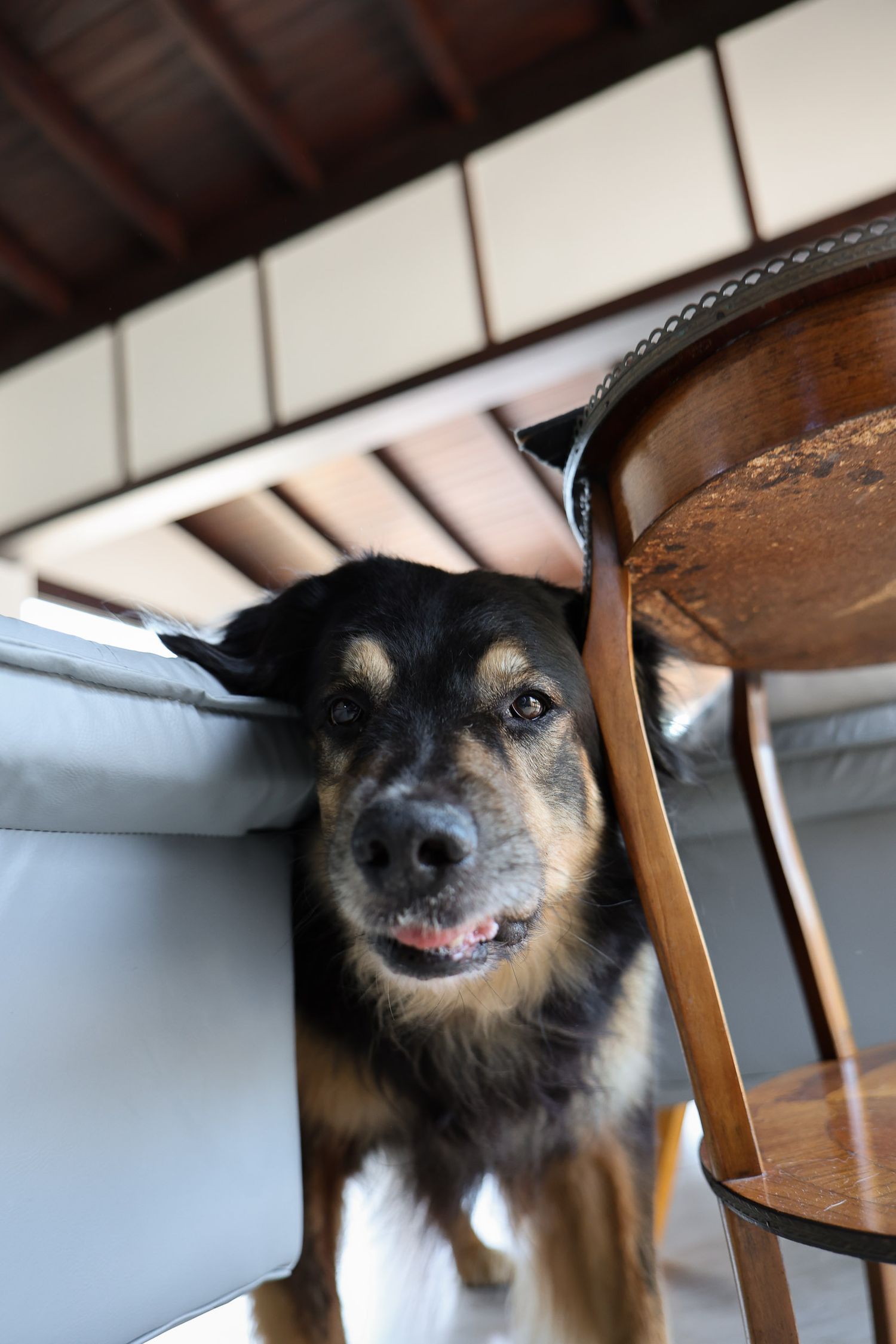 Cachorro em foto documental em casa Ubatuba