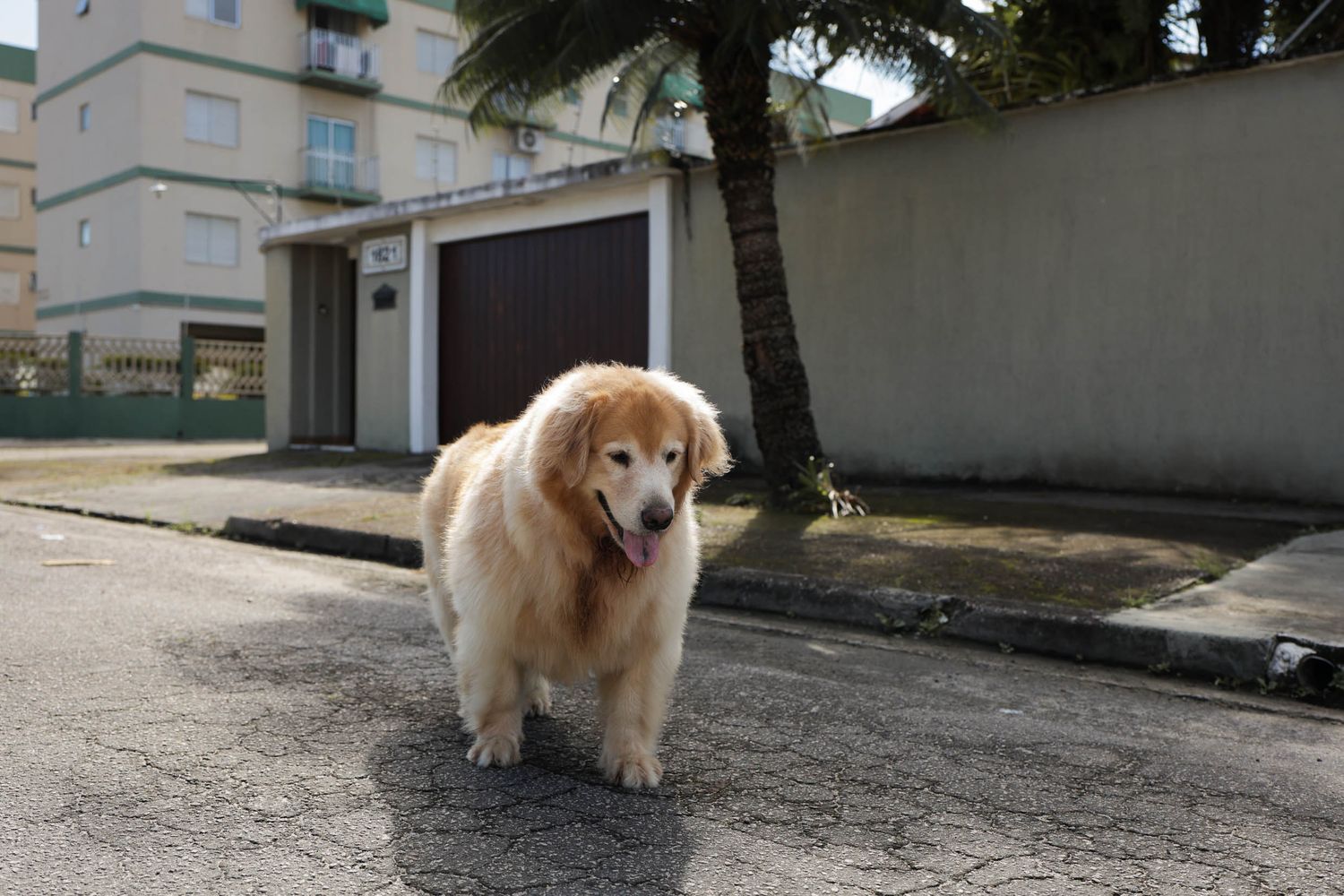 Fotografia de golden retriever passeando em area residencial em Ubatuba.