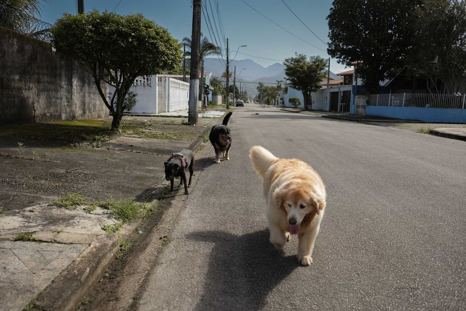 Fotografia de 3 cães passeando em area residencial em Ubatuba.