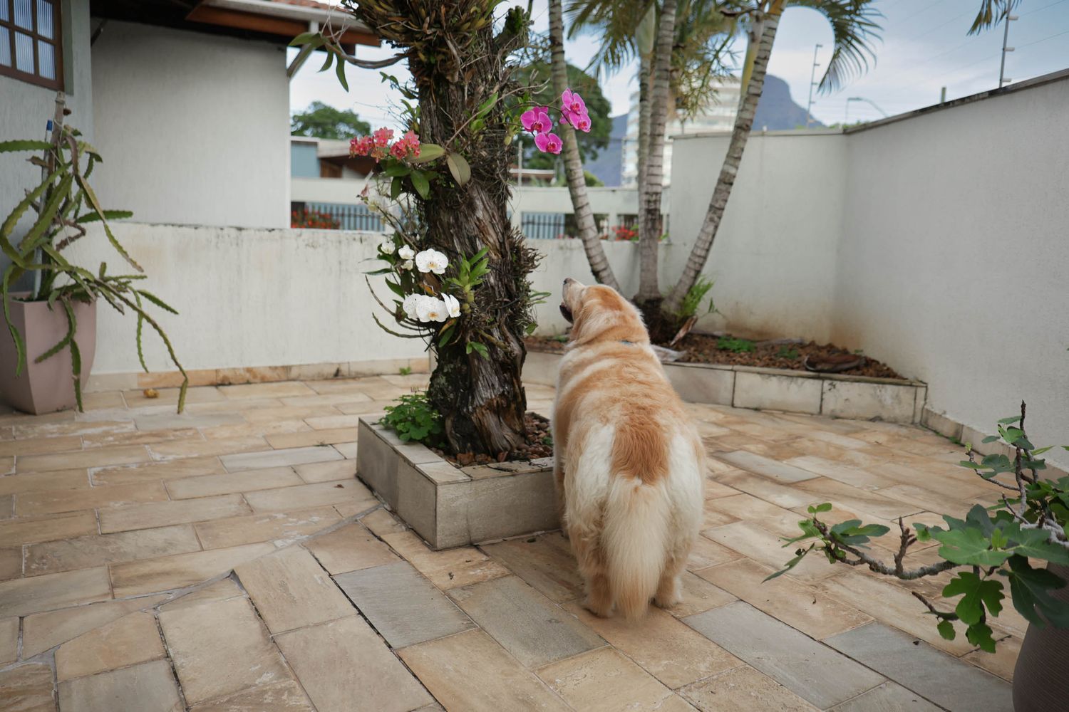 Golden retriever posando em fotografia documental em residência em Ubatuba