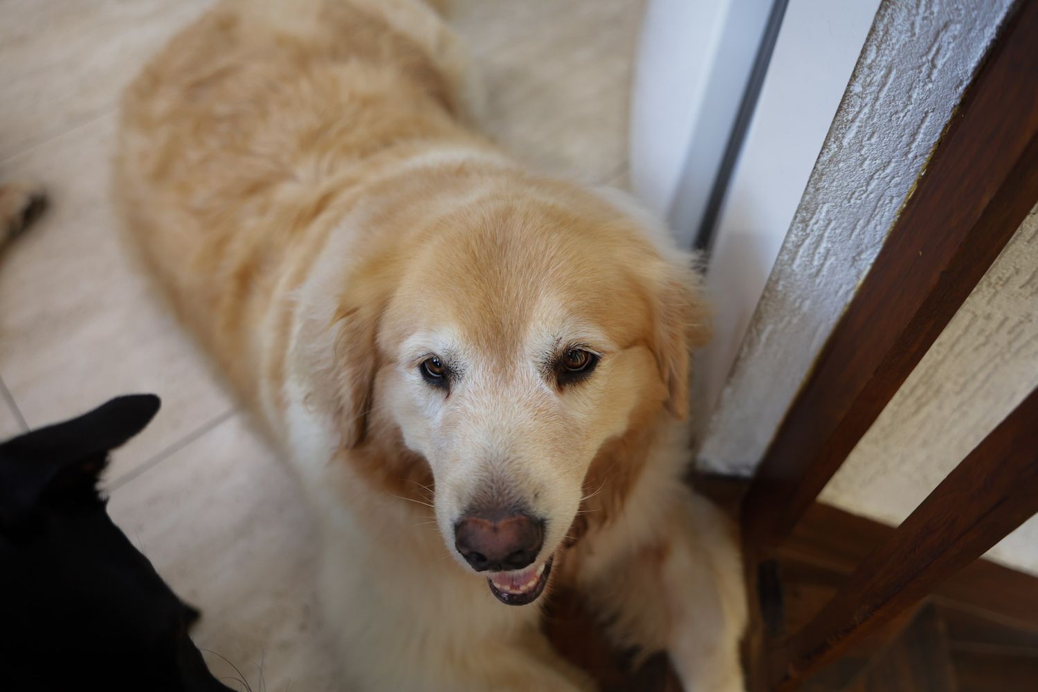 Golden retriever posando em fotografia documental em residência em Ubatuba