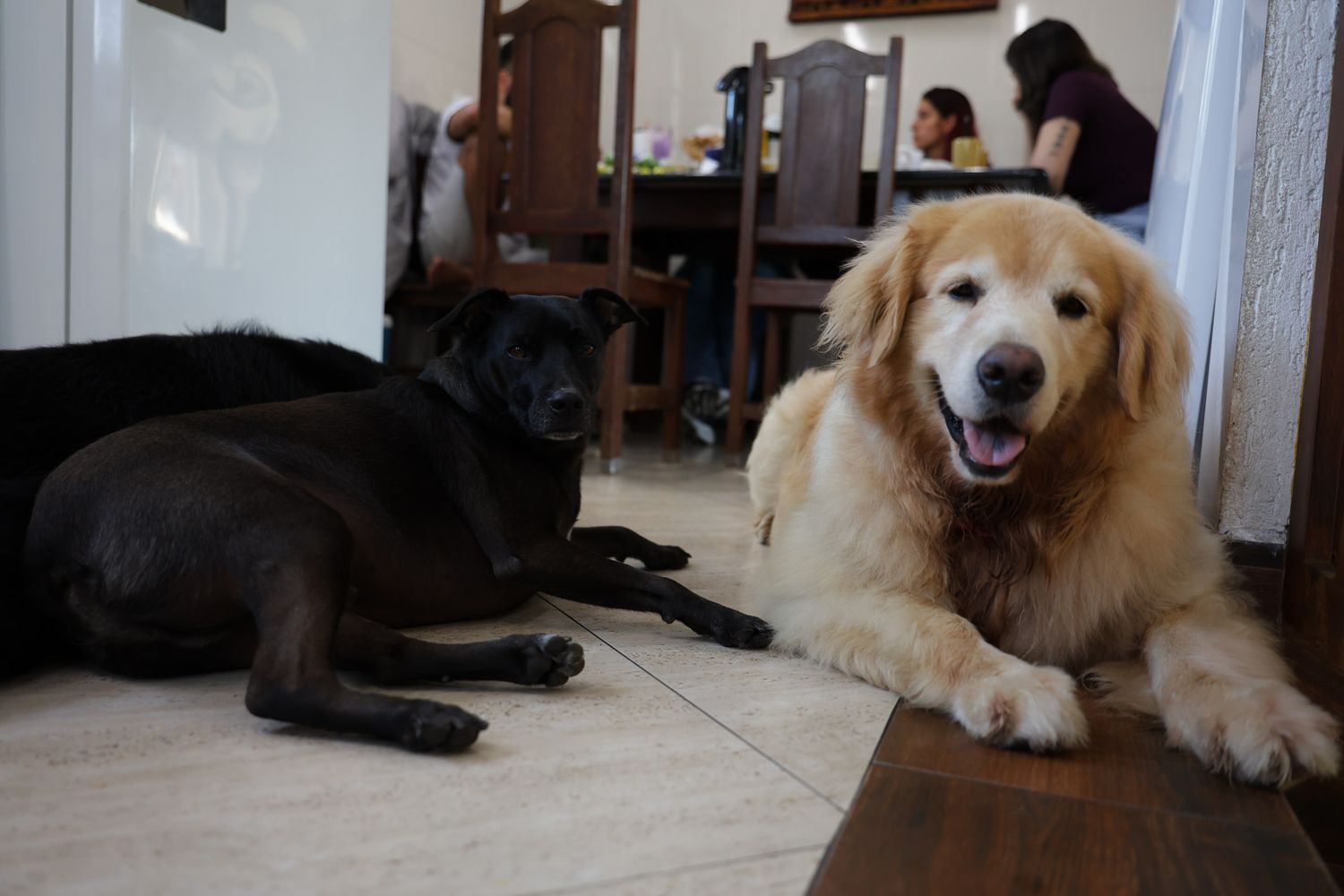 Cachorros em foto documental em casa Ubatuba
